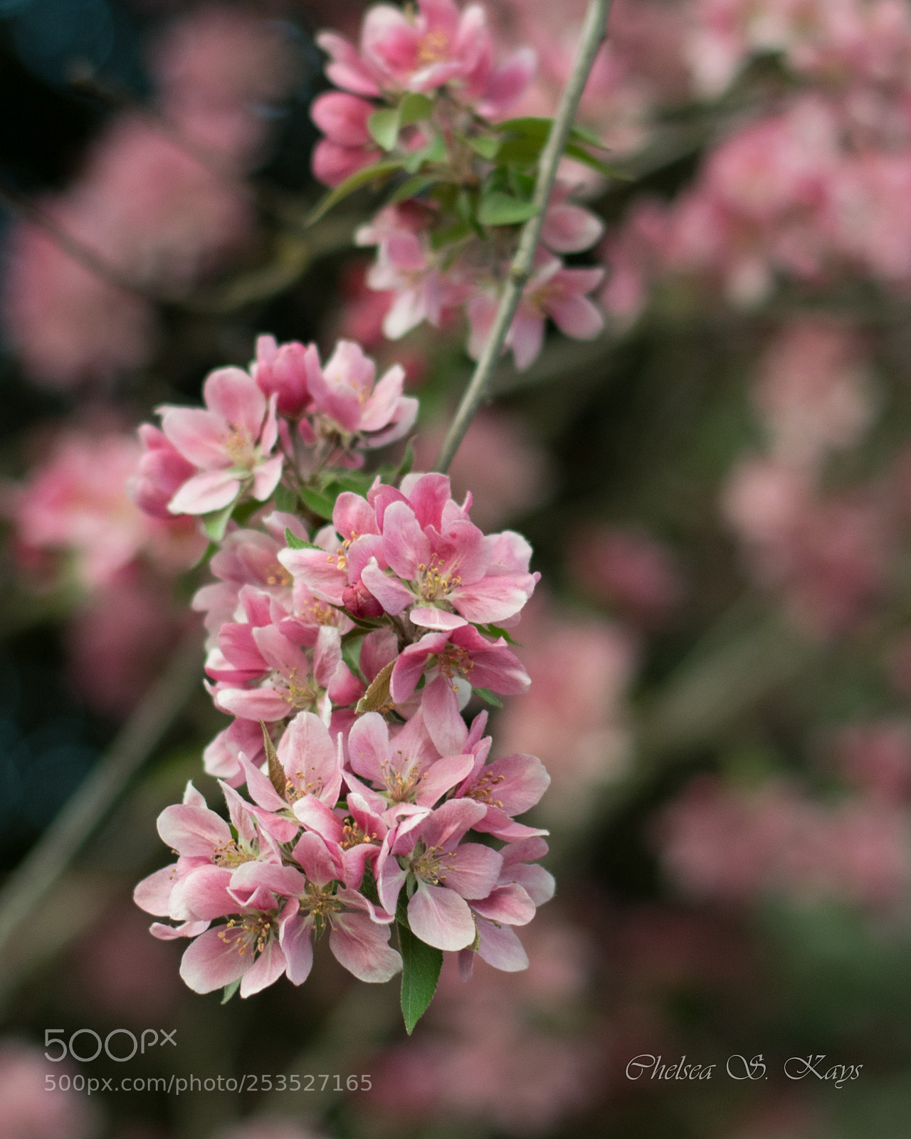 Nikon D3300 sample photo. Spring is budding in photography
