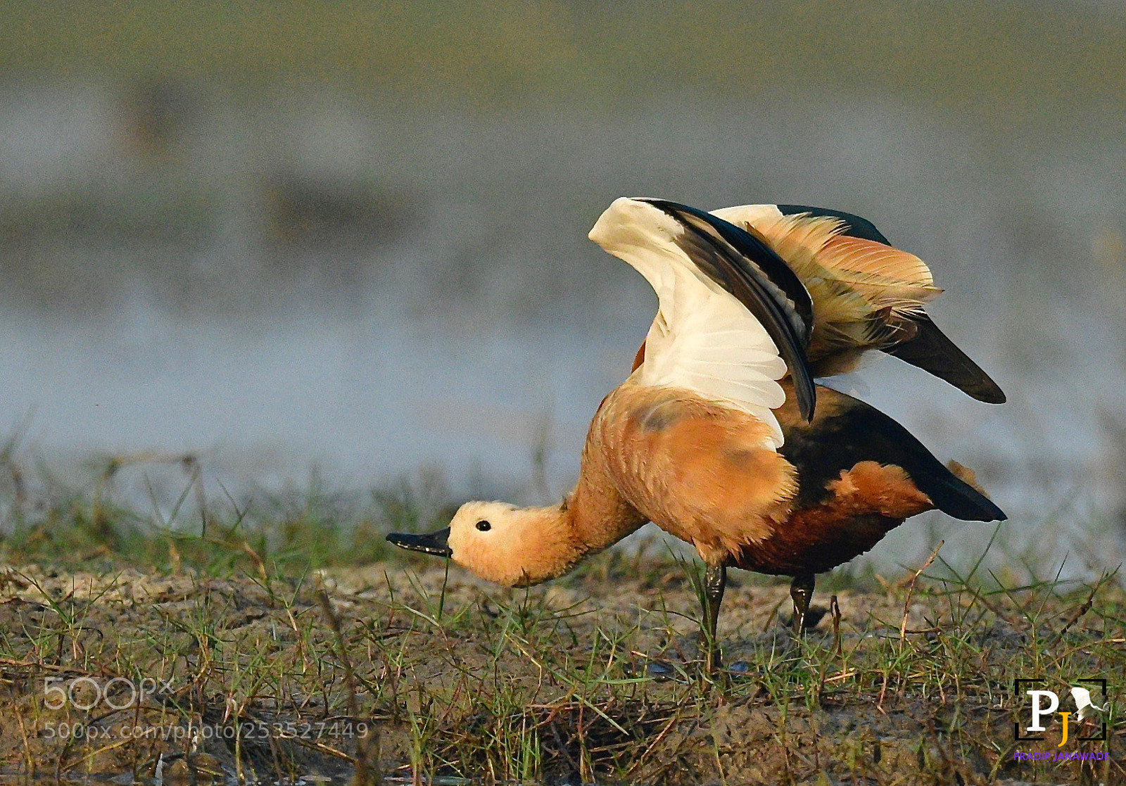 Nikon D5 sample photo. Ruddy shelduck (tadorna ferruginea), photography