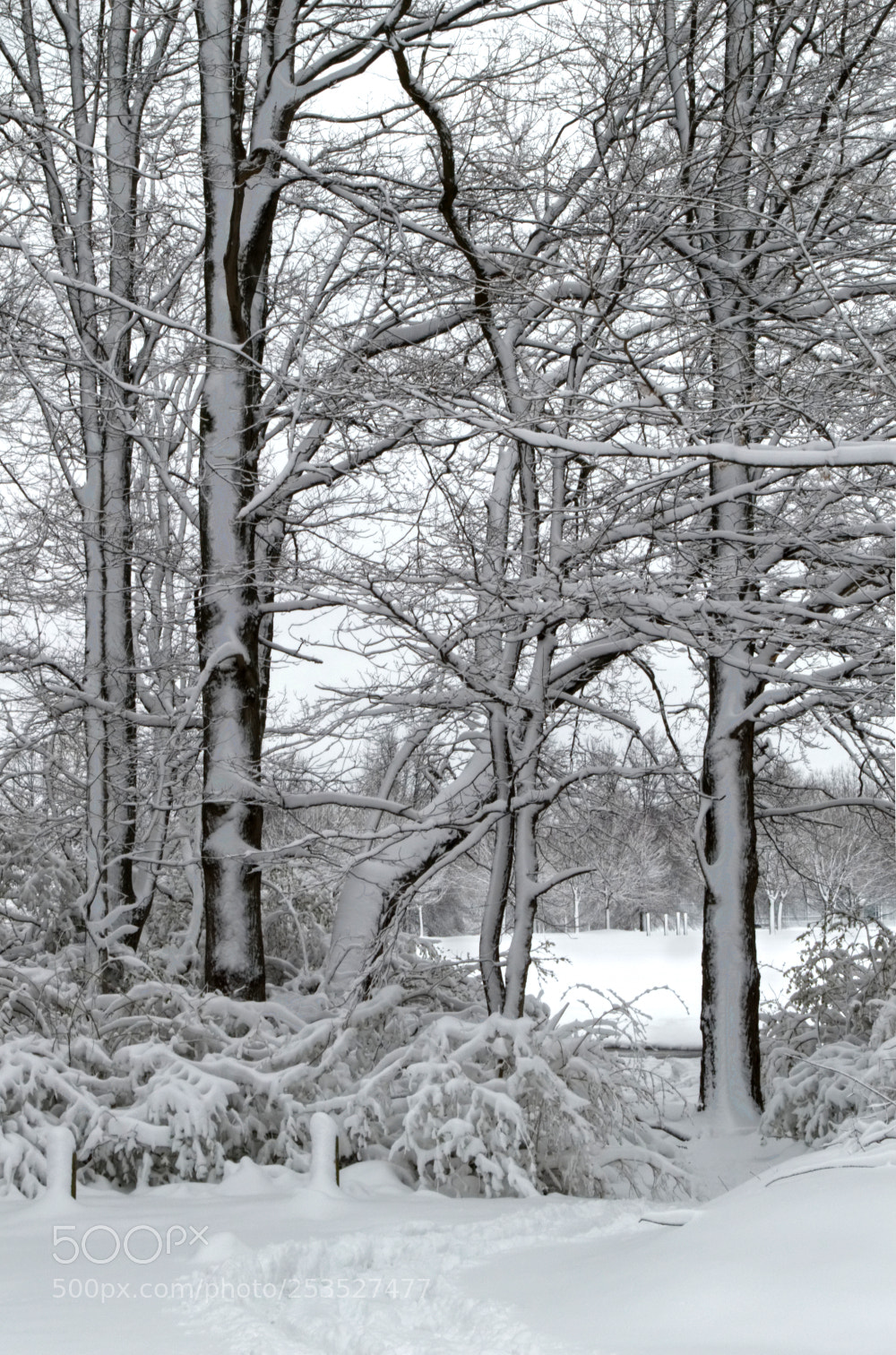 Nikon D3200 sample photo. Snow louisville photography