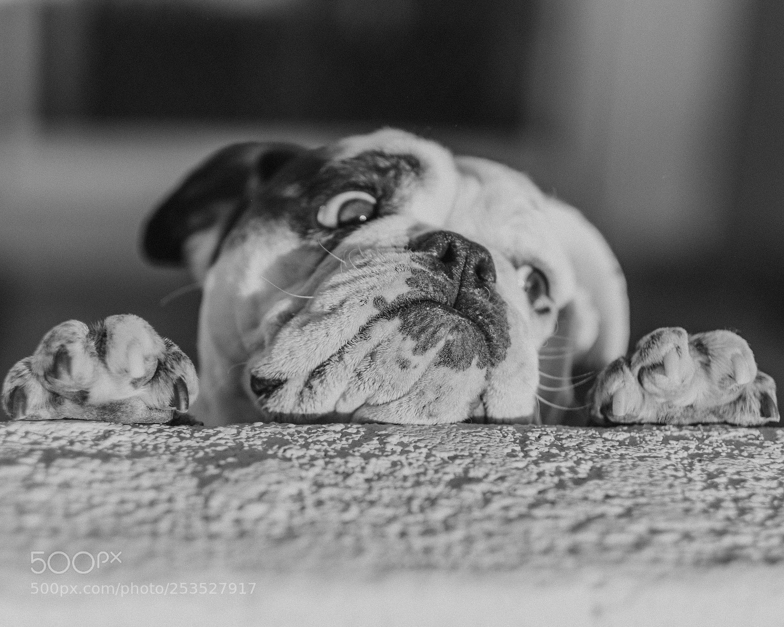 Fujifilm X-T2 sample photo. Did someone say bacon?! photography
