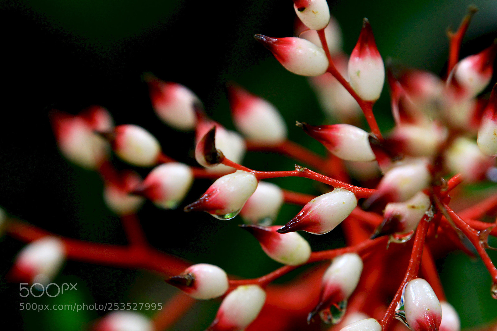 Canon EOS 7D sample photo. Untitled photography