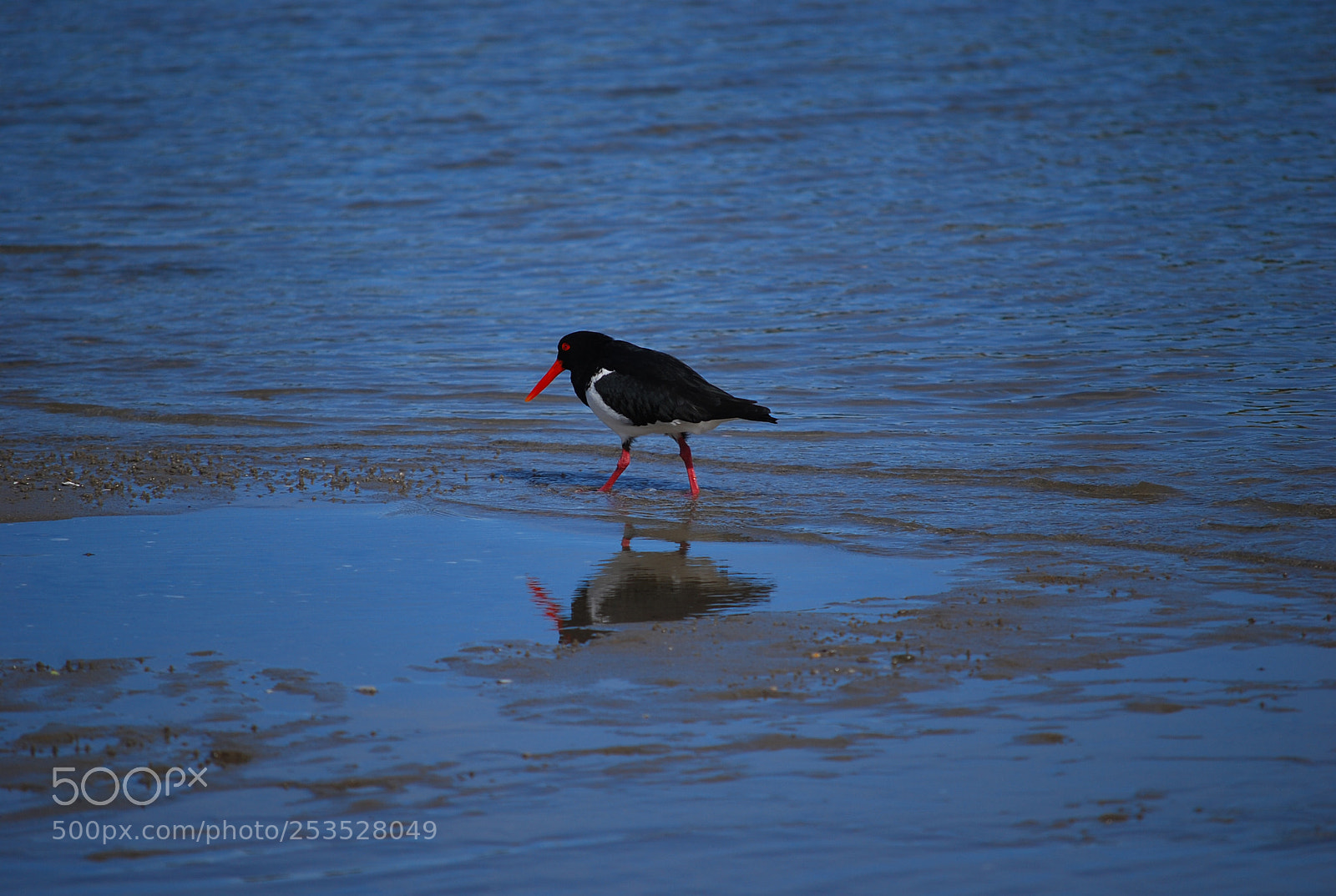 Nikon D40X sample photo. Red legs photography