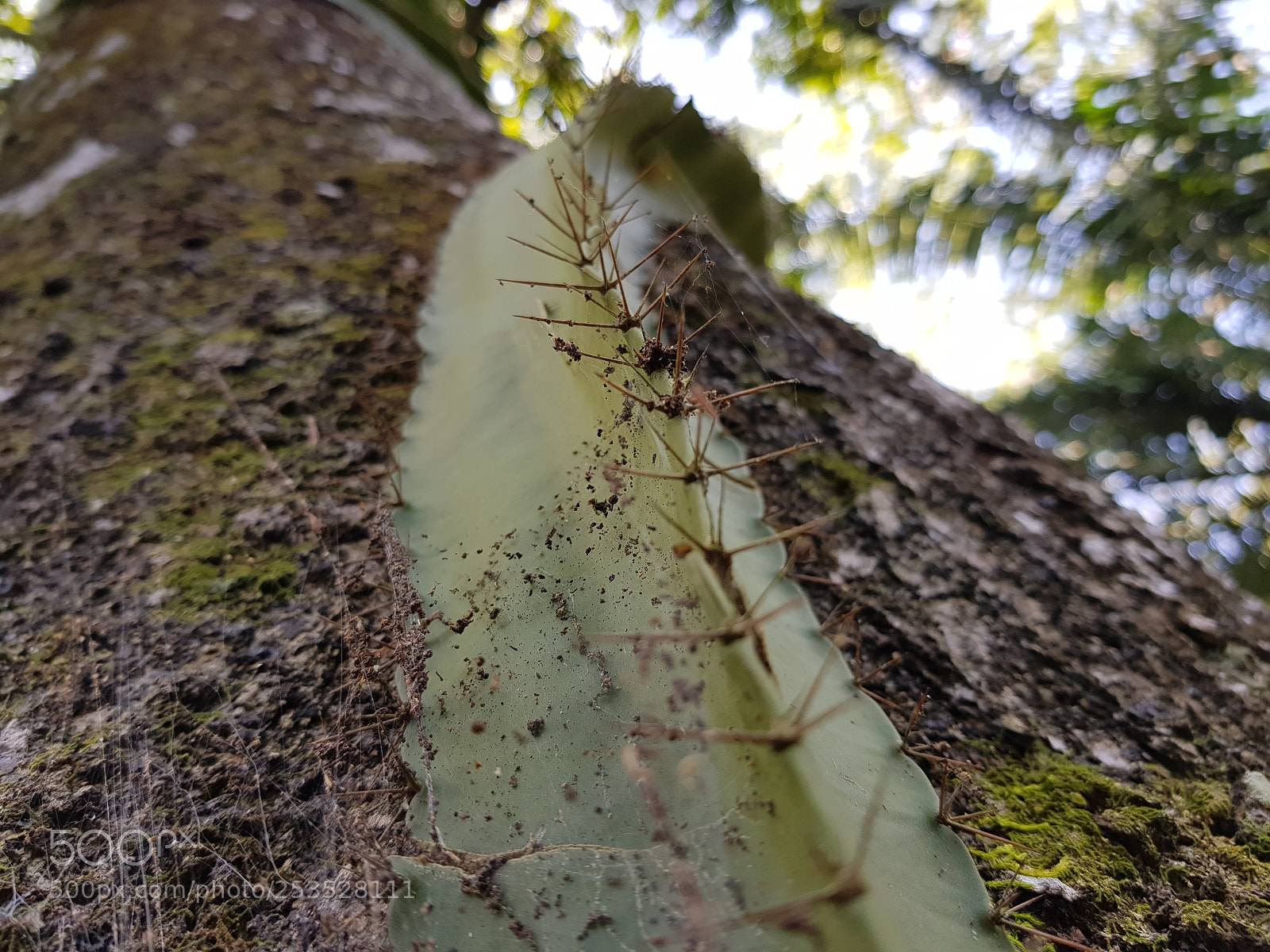 Samsung Galaxy S8+ sample photo. Camino de espinas photography