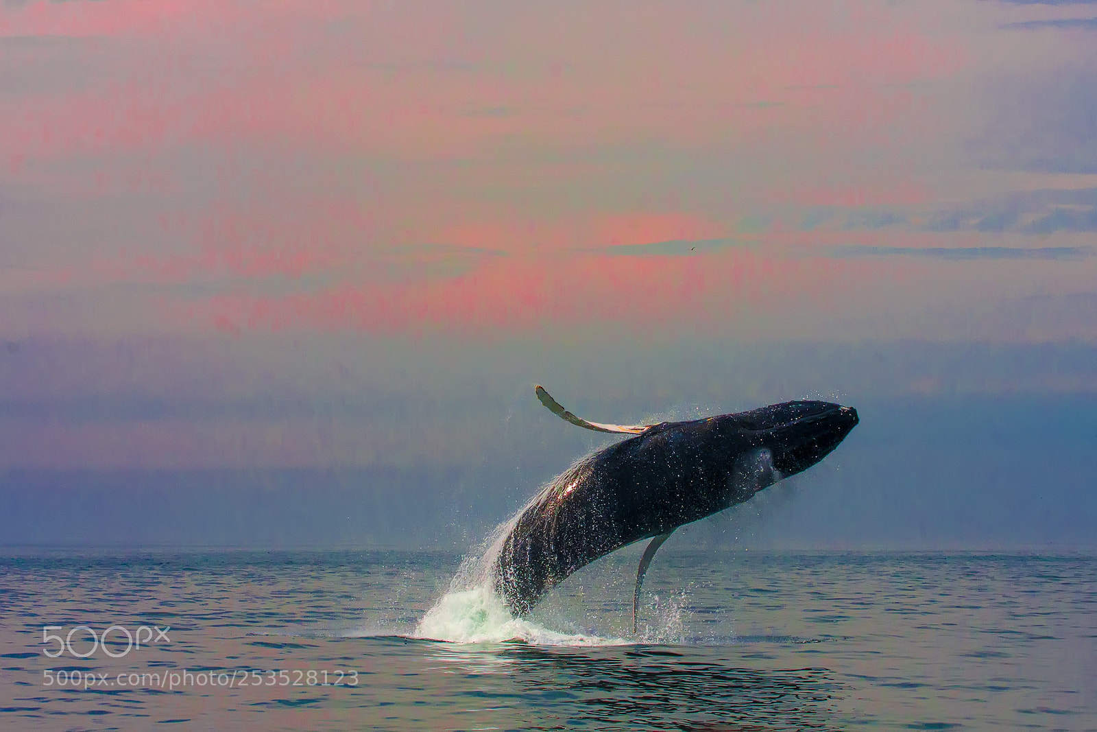 Canon EOS 40D sample photo. Humpback breech photography