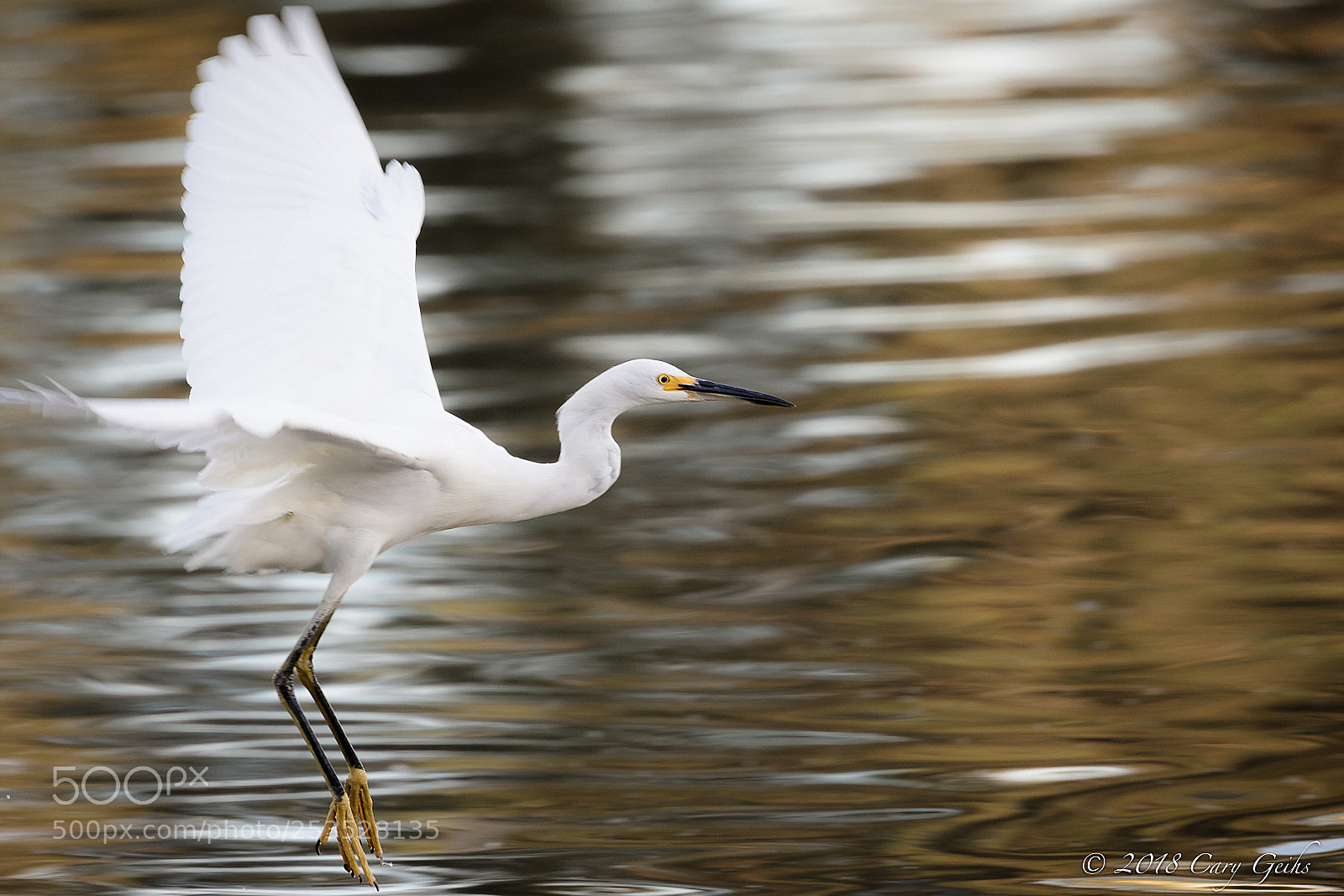 Canon EOS 7D Mark II sample photo. Snowy egret photography