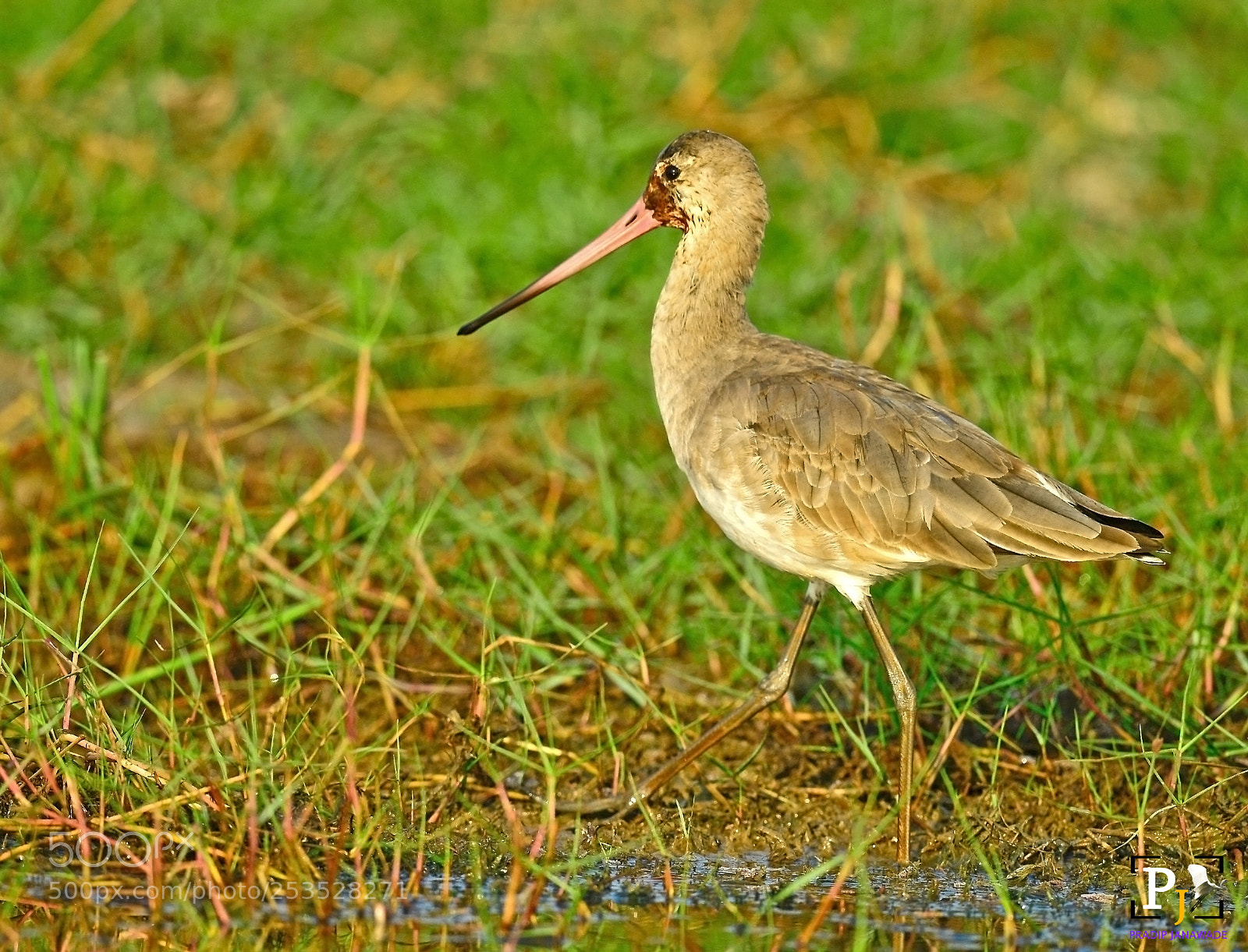 Nikon D5 sample photo. Godwits,manglajodi, odisa, photography