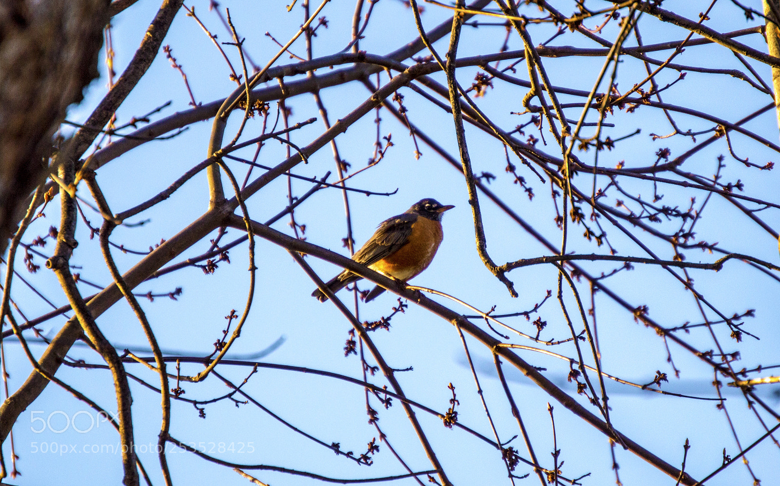 Nikon D3200 sample photo. Robin photography
