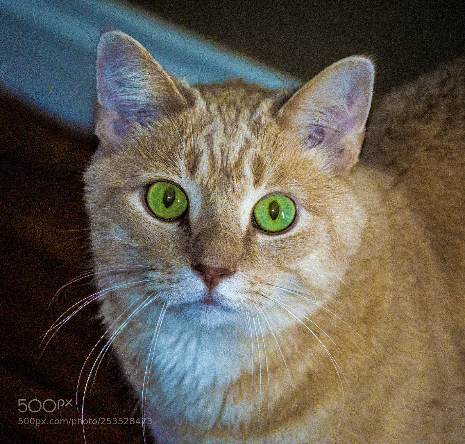 Nikon D3200 sample photo. The cat with jade photography