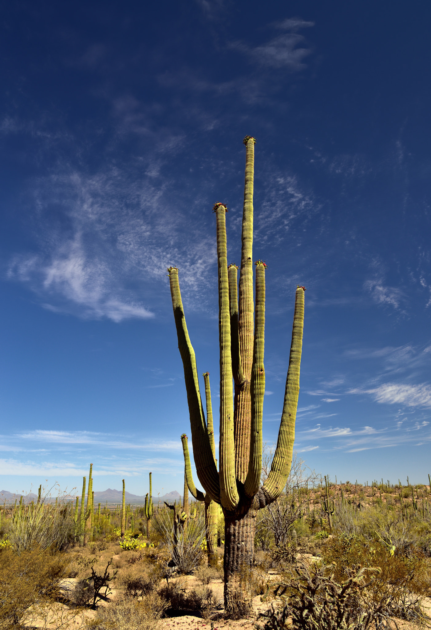 Nikon AF-S Nikkor 24-120mm F4G ED VR sample photo. The many arms of a saguaro cactus photography