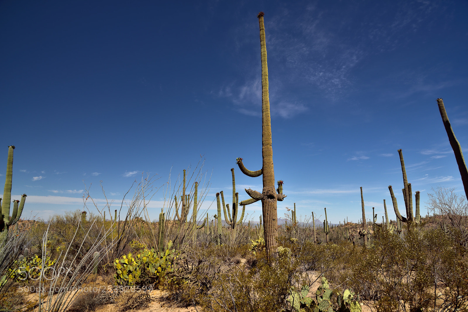 Nikon D800E sample photo. Tall to the skies photography