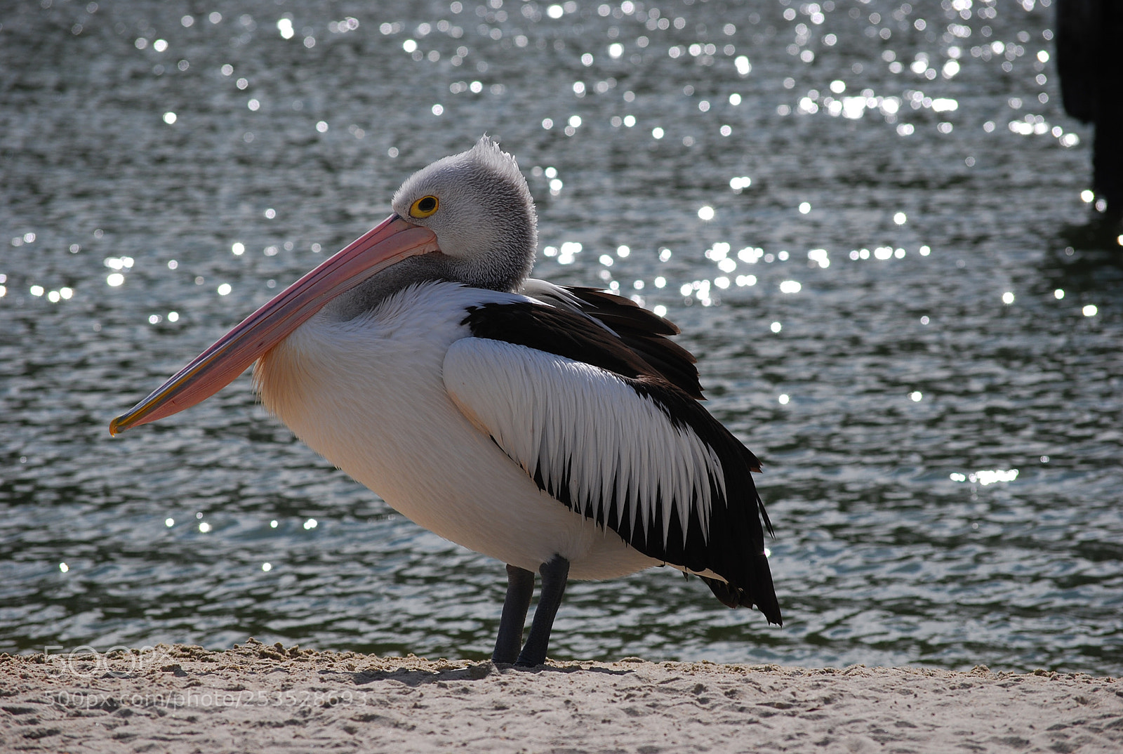 Nikon D40X sample photo. Resting in the sunshine photography