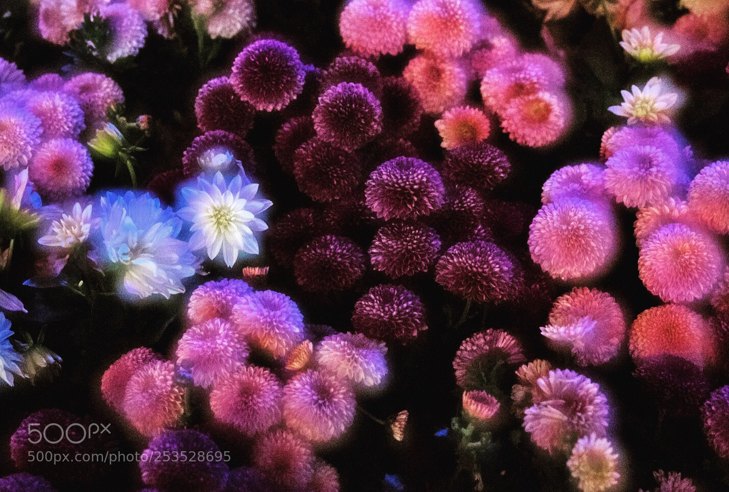 Nikon D850 sample photo. Deepsea flower photography