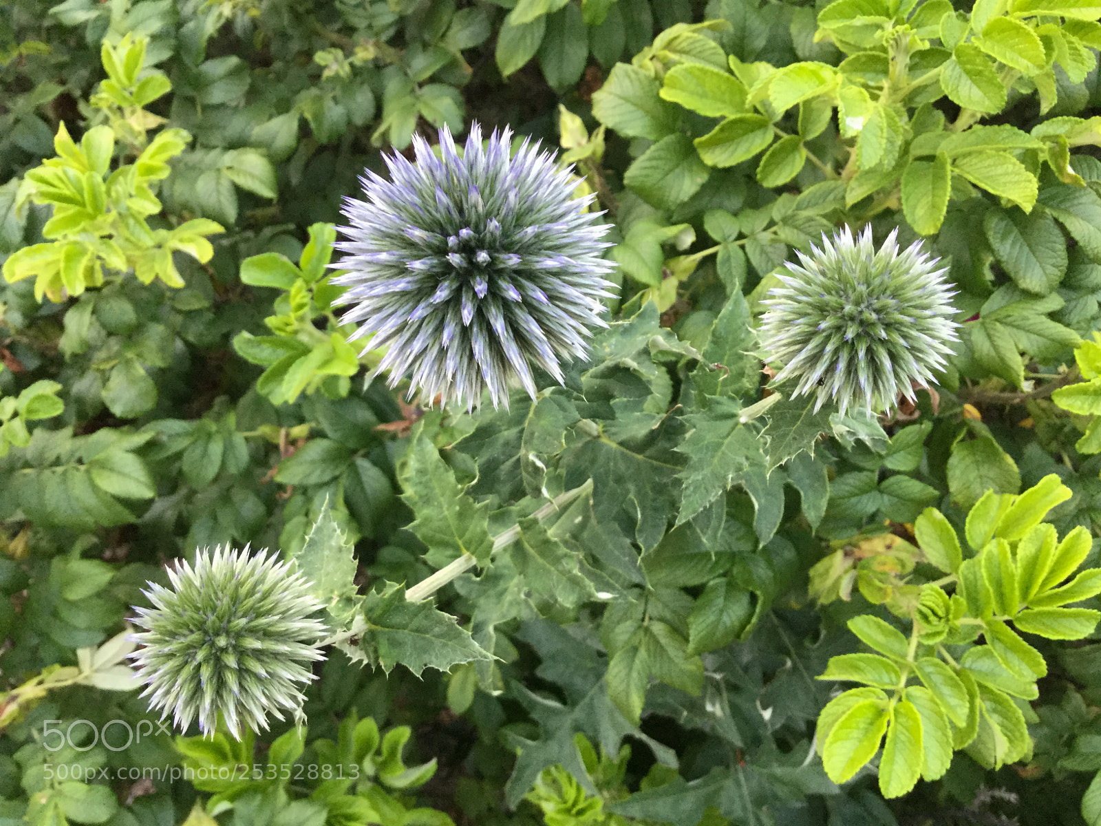Apple iPod touch sample photo. Echinops veitch's blue globe photography