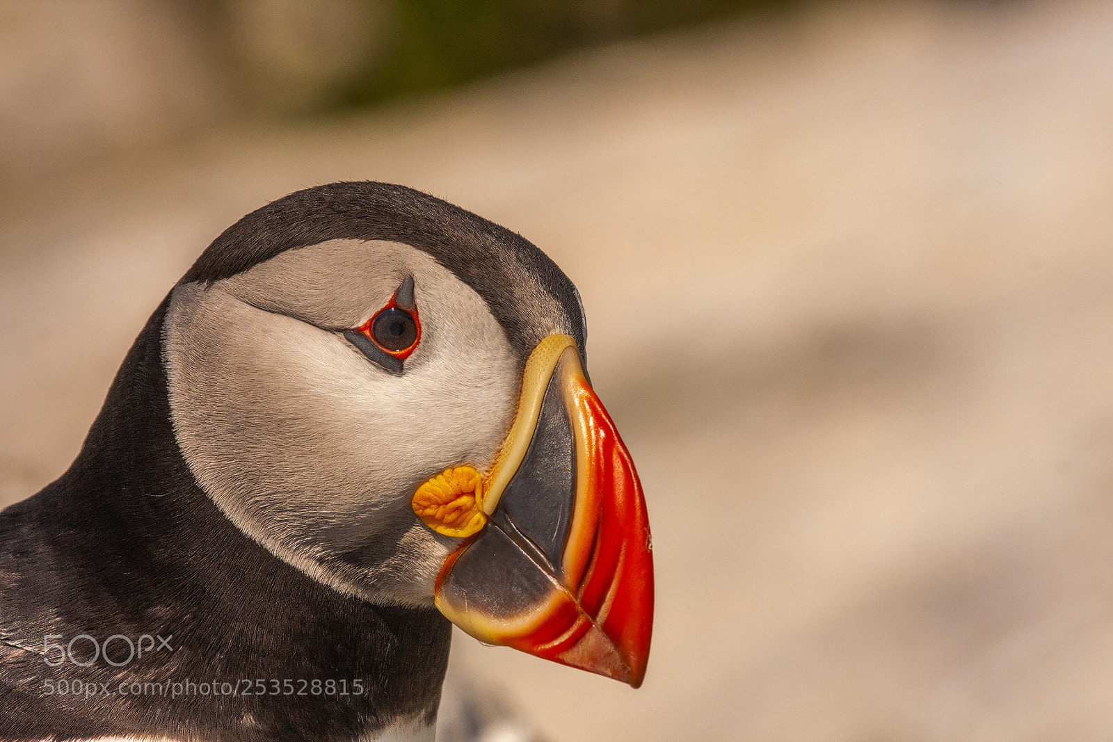 Canon EOS 40D sample photo. Puffin photography