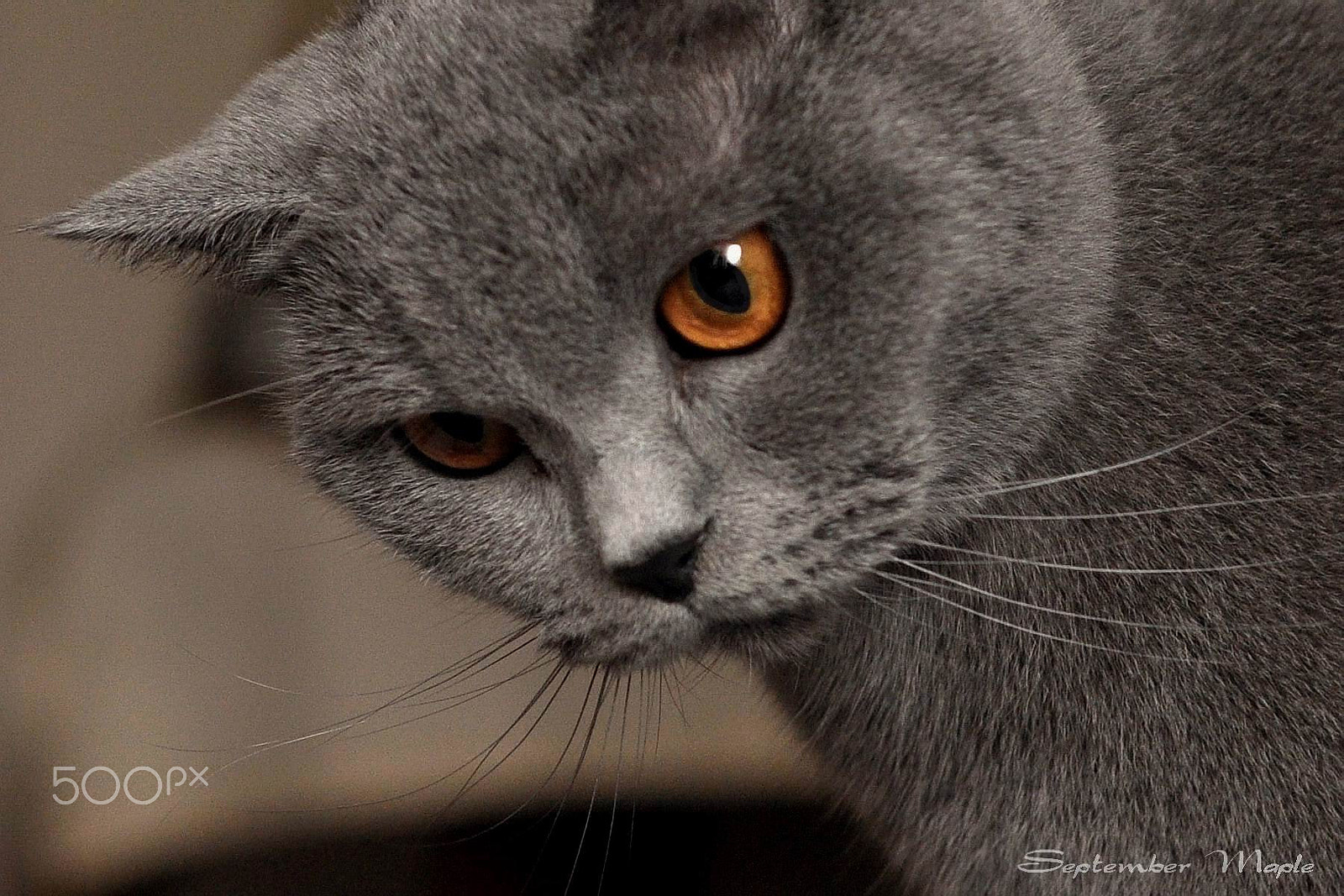 Nikon D90 + Nikon AF Nikkor 50mm F1.8D sample photo. 监视 photography