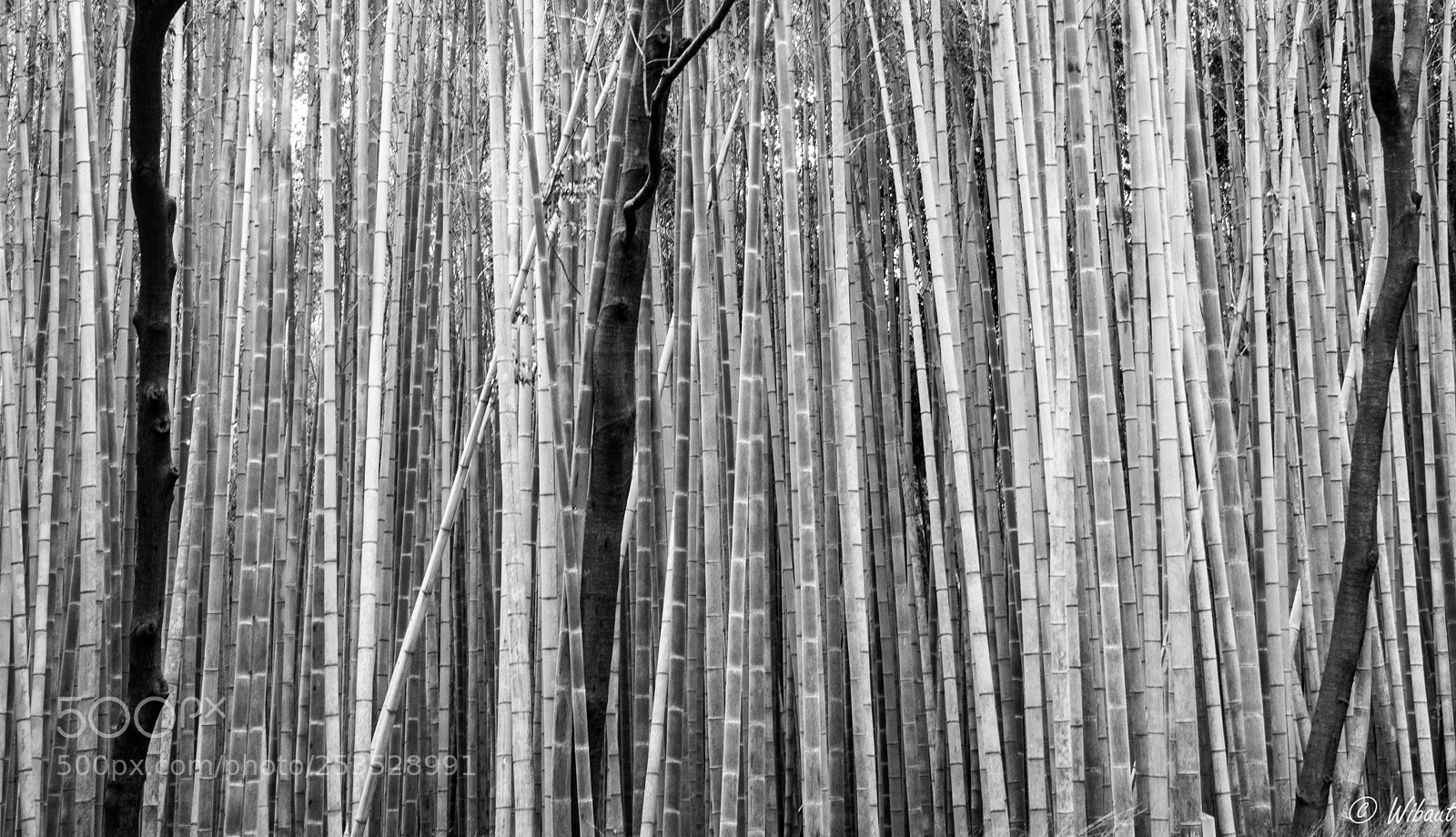 Leica M (Typ 240) sample photo. Bamboo grove 3 photography