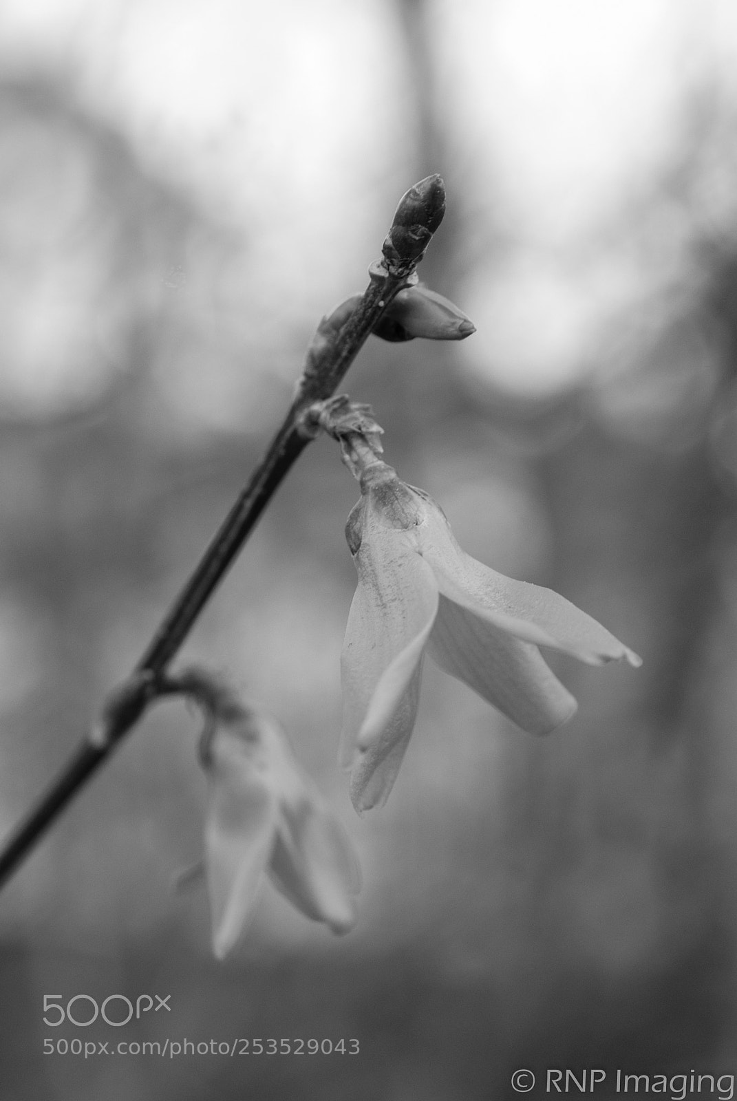 Nikon D200 sample photo. Bloom #2 photography