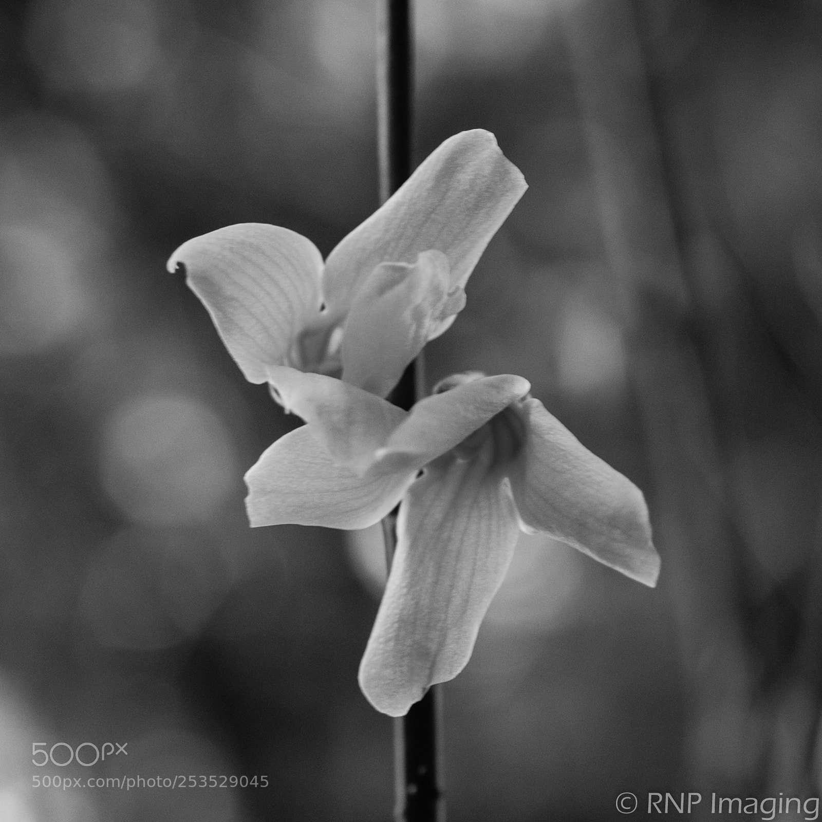 Nikon D200 sample photo. Bloom #1 photography