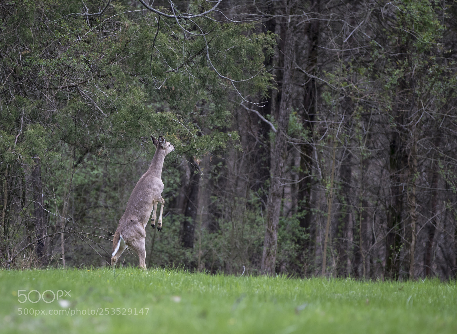 Canon EOS 7D Mark II sample photo. Standing deer photography