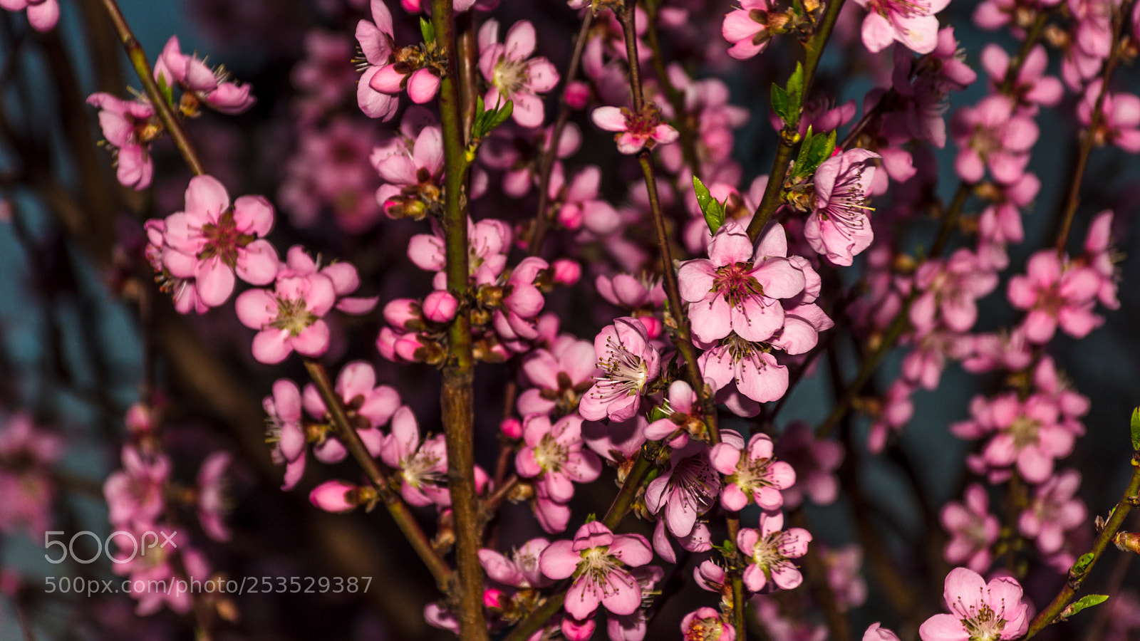 Nikon D7200 sample photo. Peach tree blossoms photography