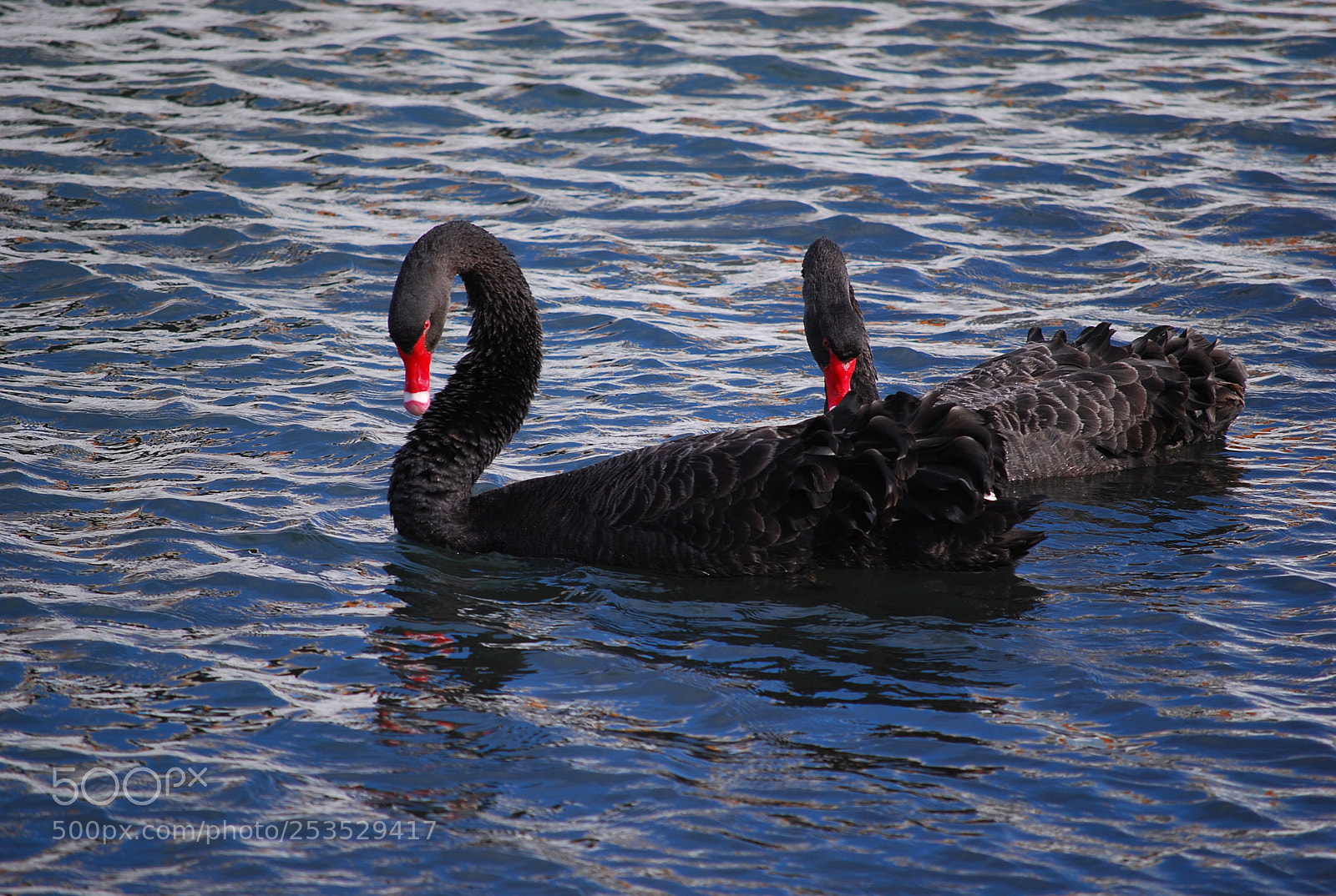 Nikon D40X sample photo. Swim with me photography