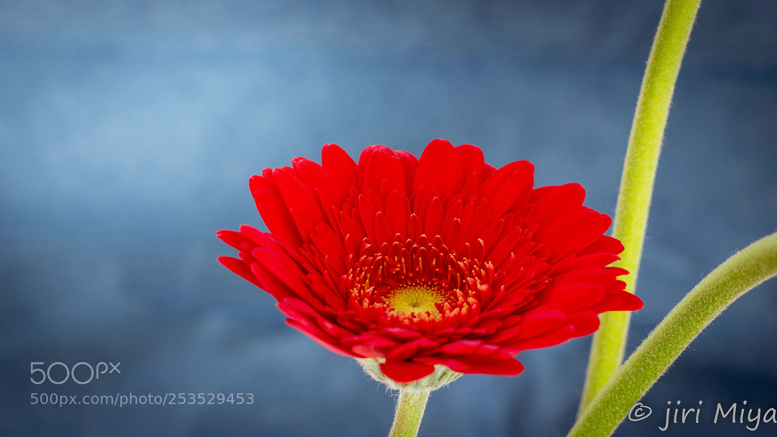 Canon EOS 600D (Rebel EOS T3i / EOS Kiss X5) sample photo. African daisy photography