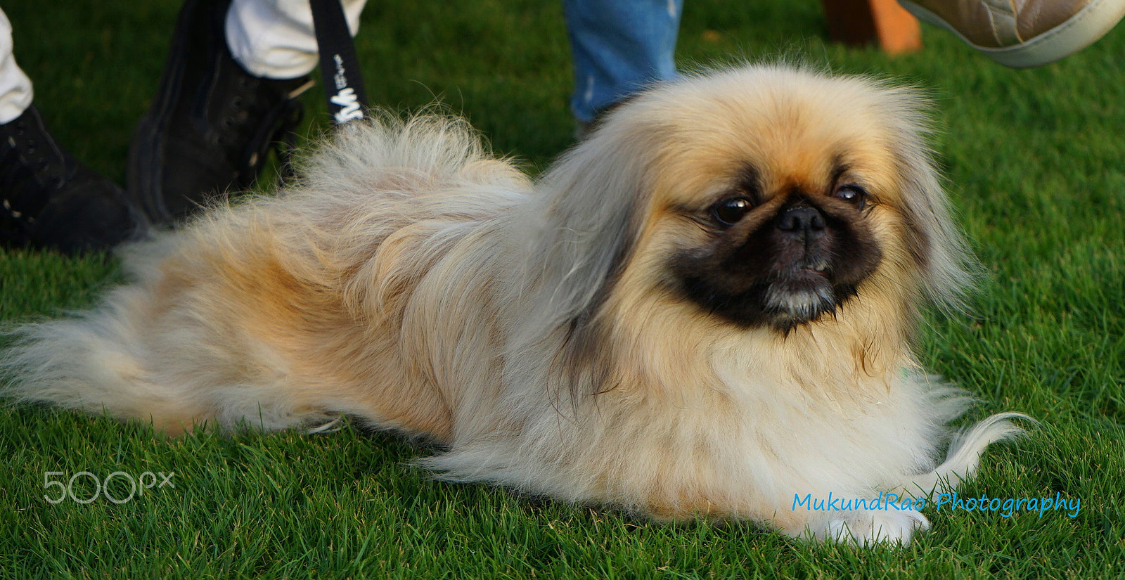 Sony FE 28-70mm F3.5-5.6 OSS sample photo. Proud of my fur photography