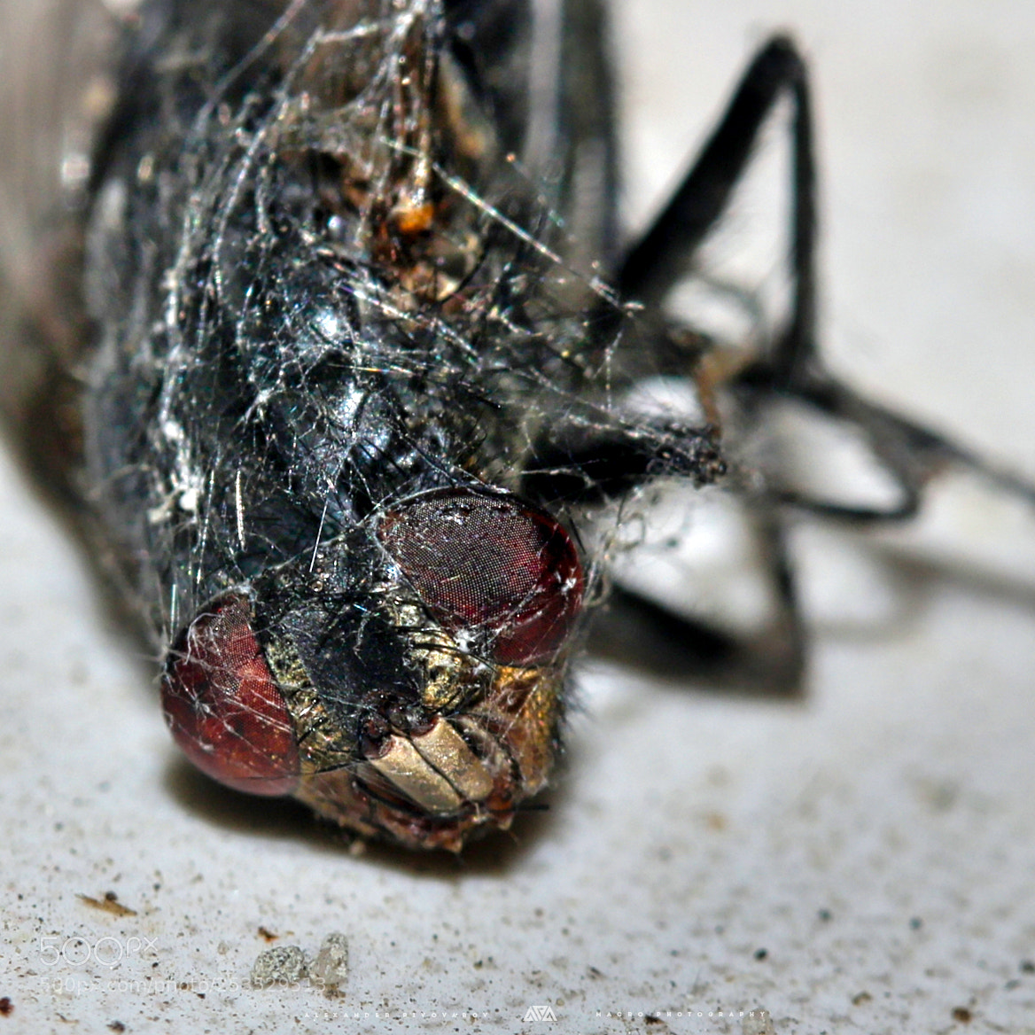 Canon EOS 750D (EOS Rebel T6i / EOS Kiss X8i) sample photo. Trapped & dead photography