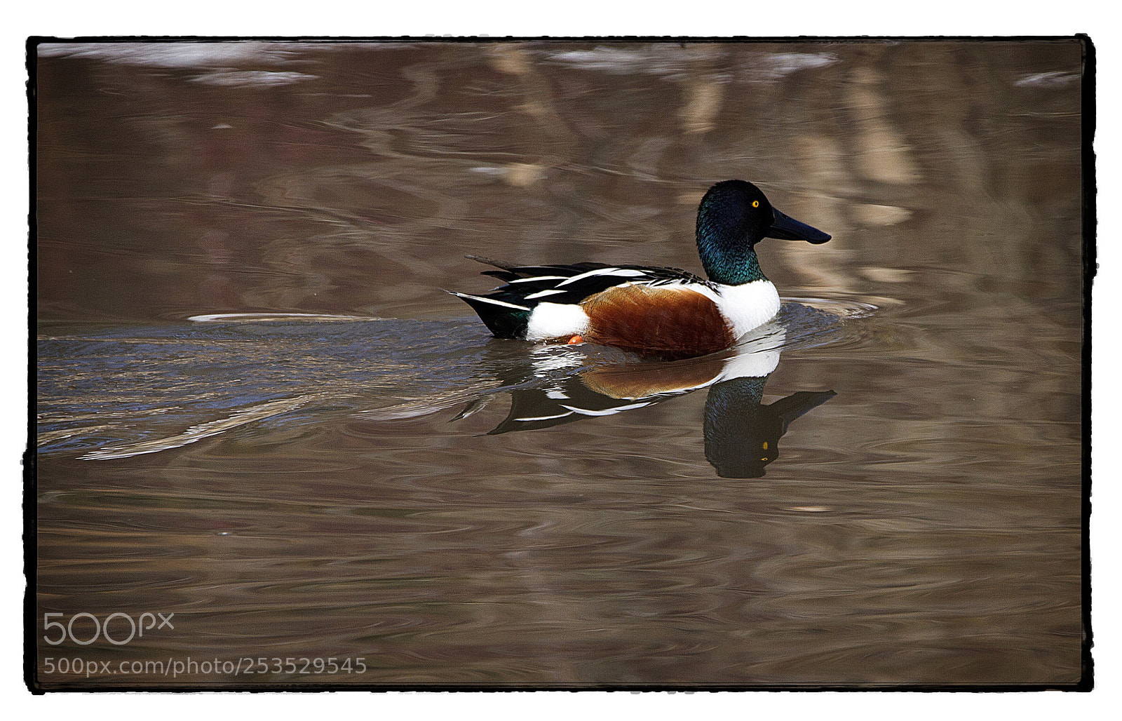 Canon EOS 7D sample photo. Northern shoveler  photography