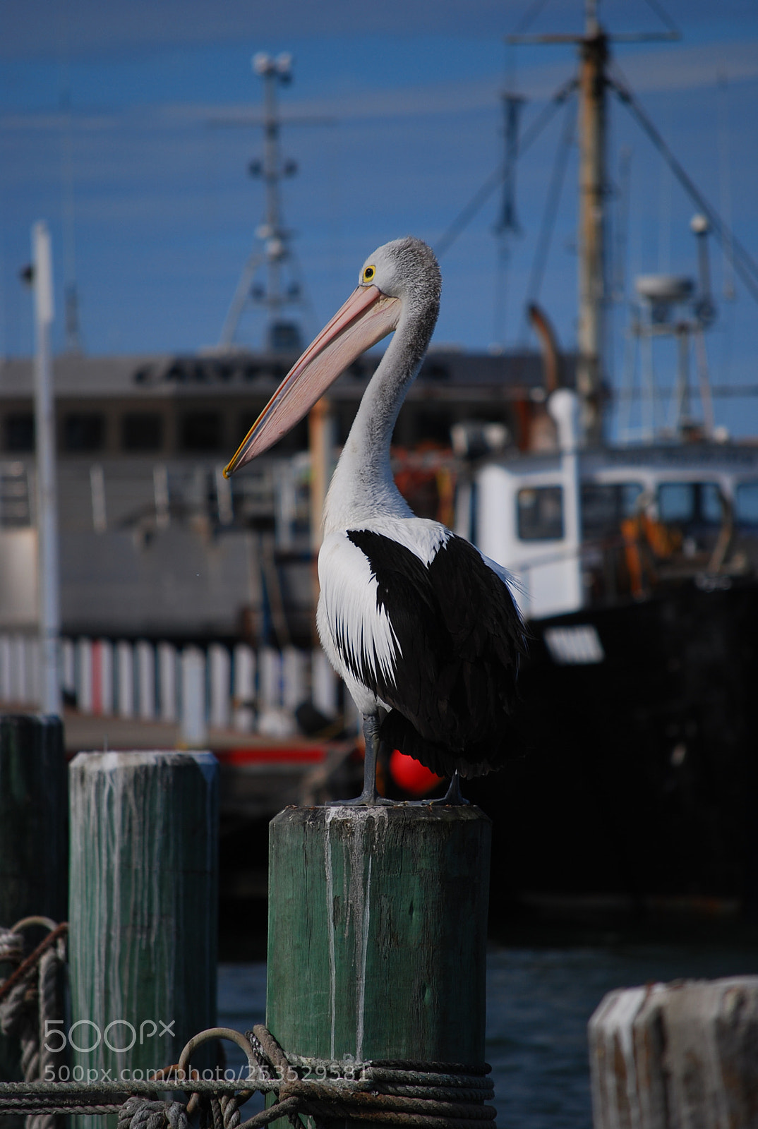 Nikon D40X sample photo. A perch for a photography