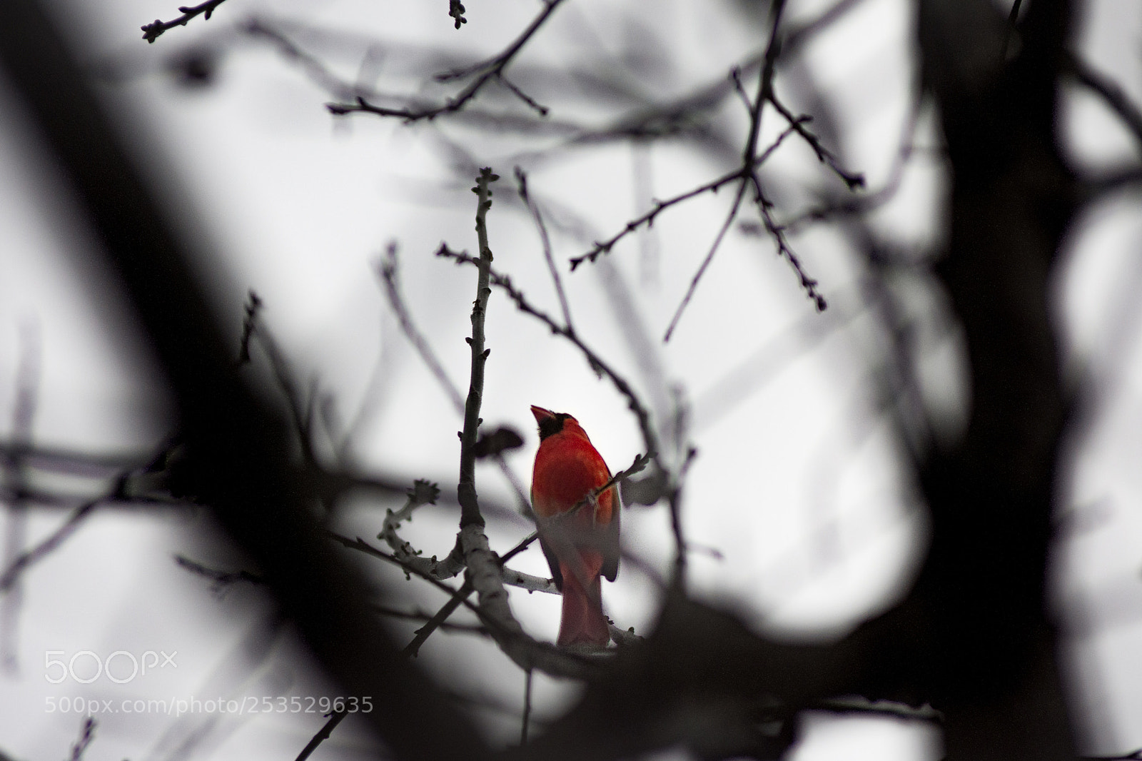 Nikon D7200 sample photo. Red bird in raindrop photography