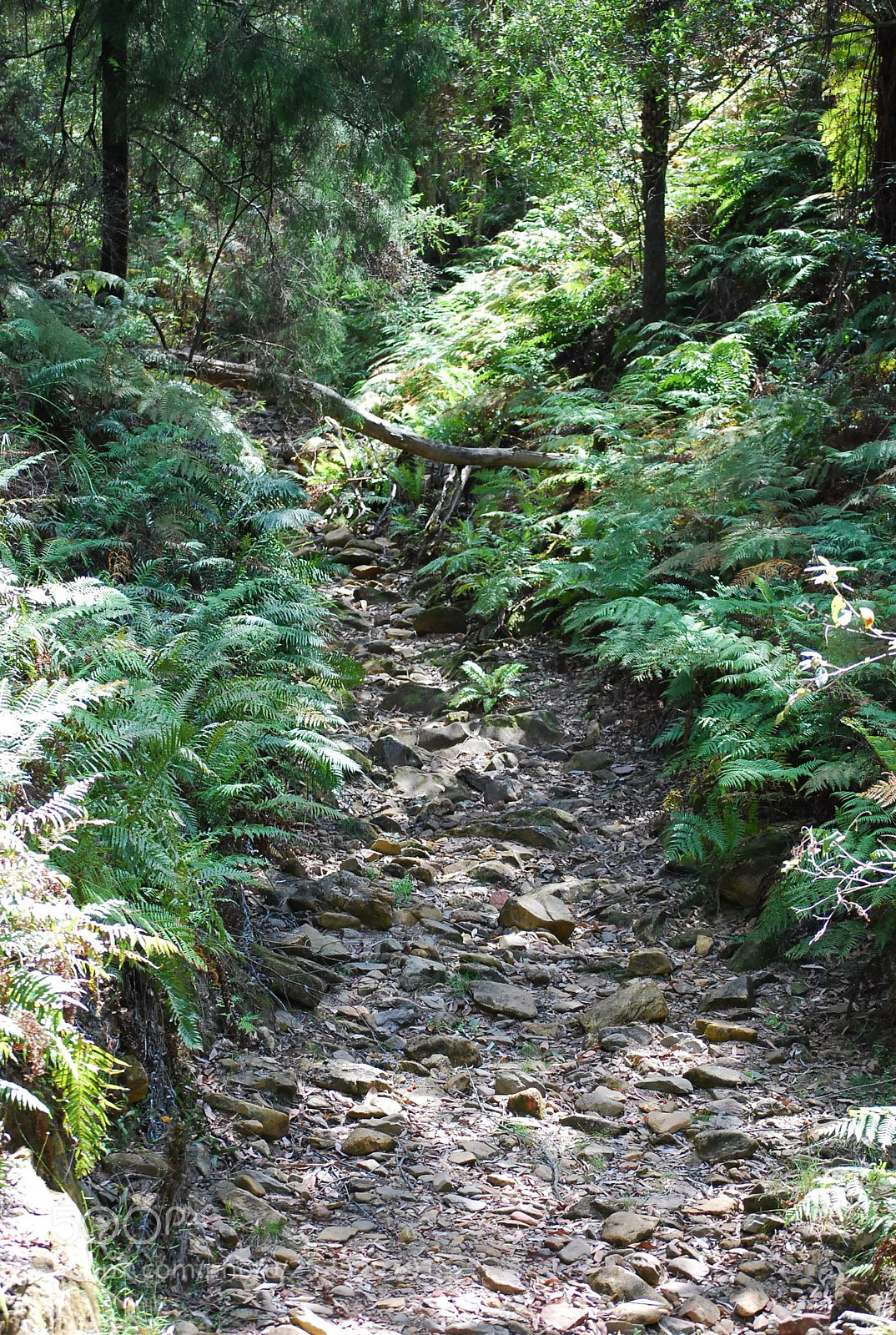 Nikon D40X sample photo. A quiet walk photography