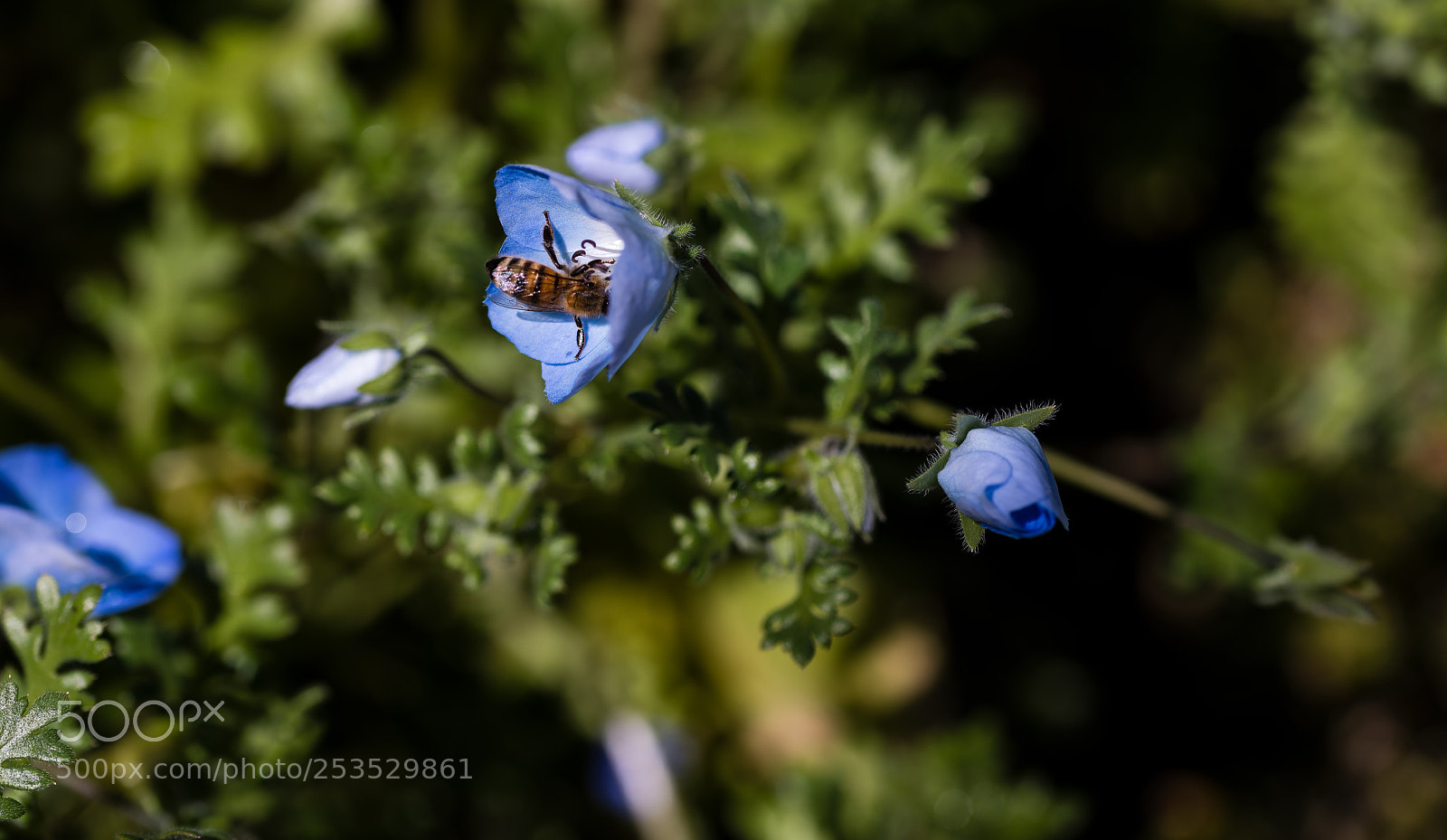 Nikon D850 sample photo. Happy bee photography