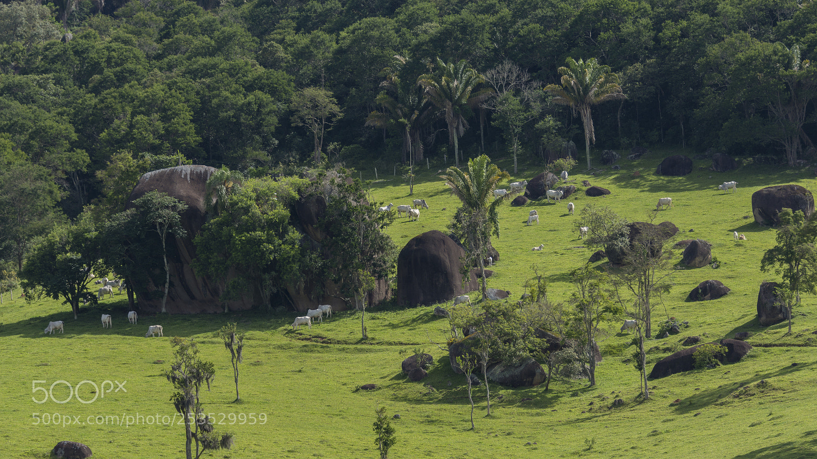 Nikon D7200 sample photo. D photography