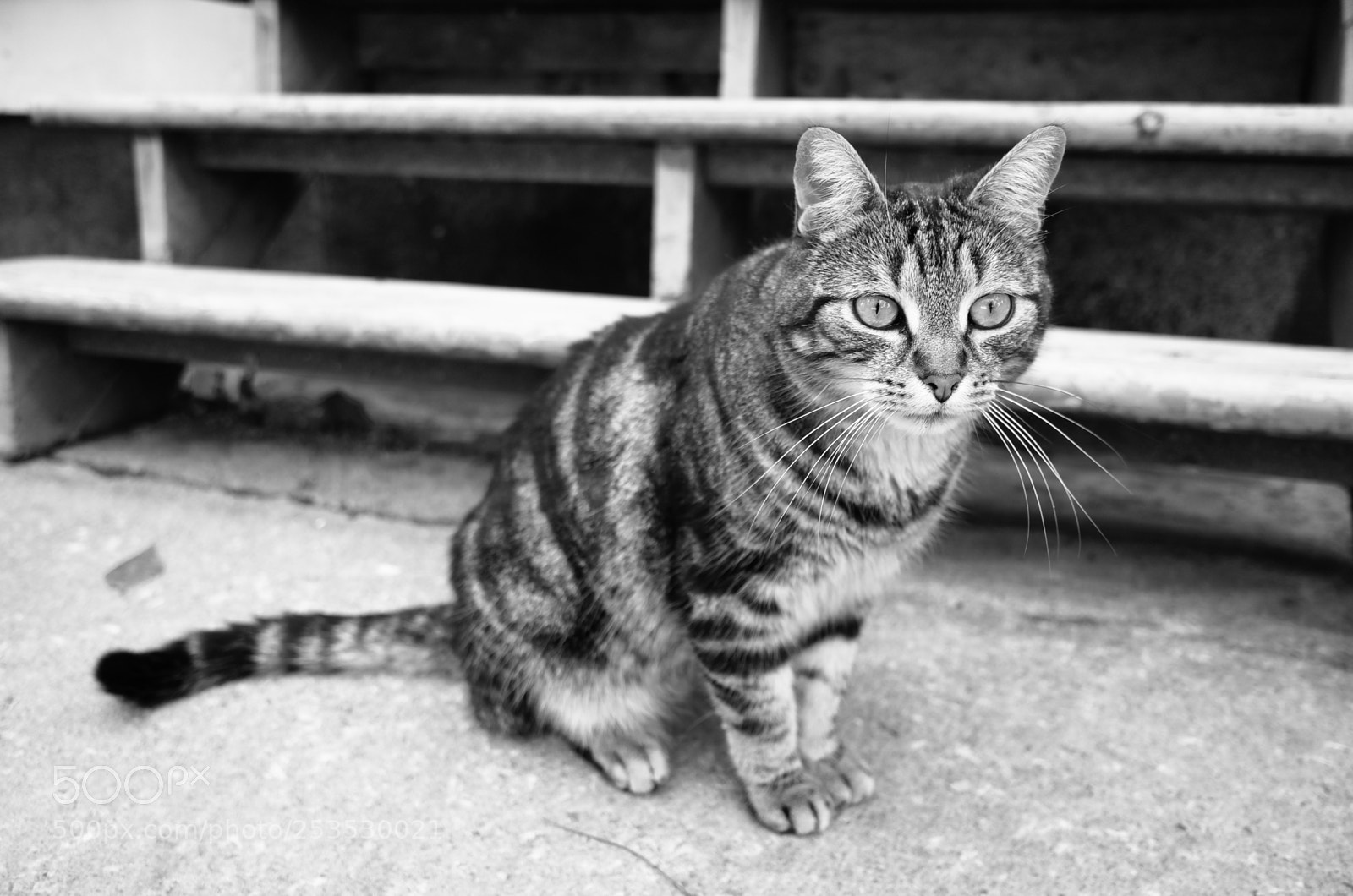 Ricoh GR II sample photo. Cat photography