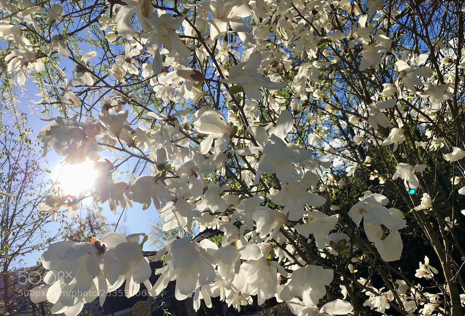 Apple iPhone SE sample photo. Sunny morning photography