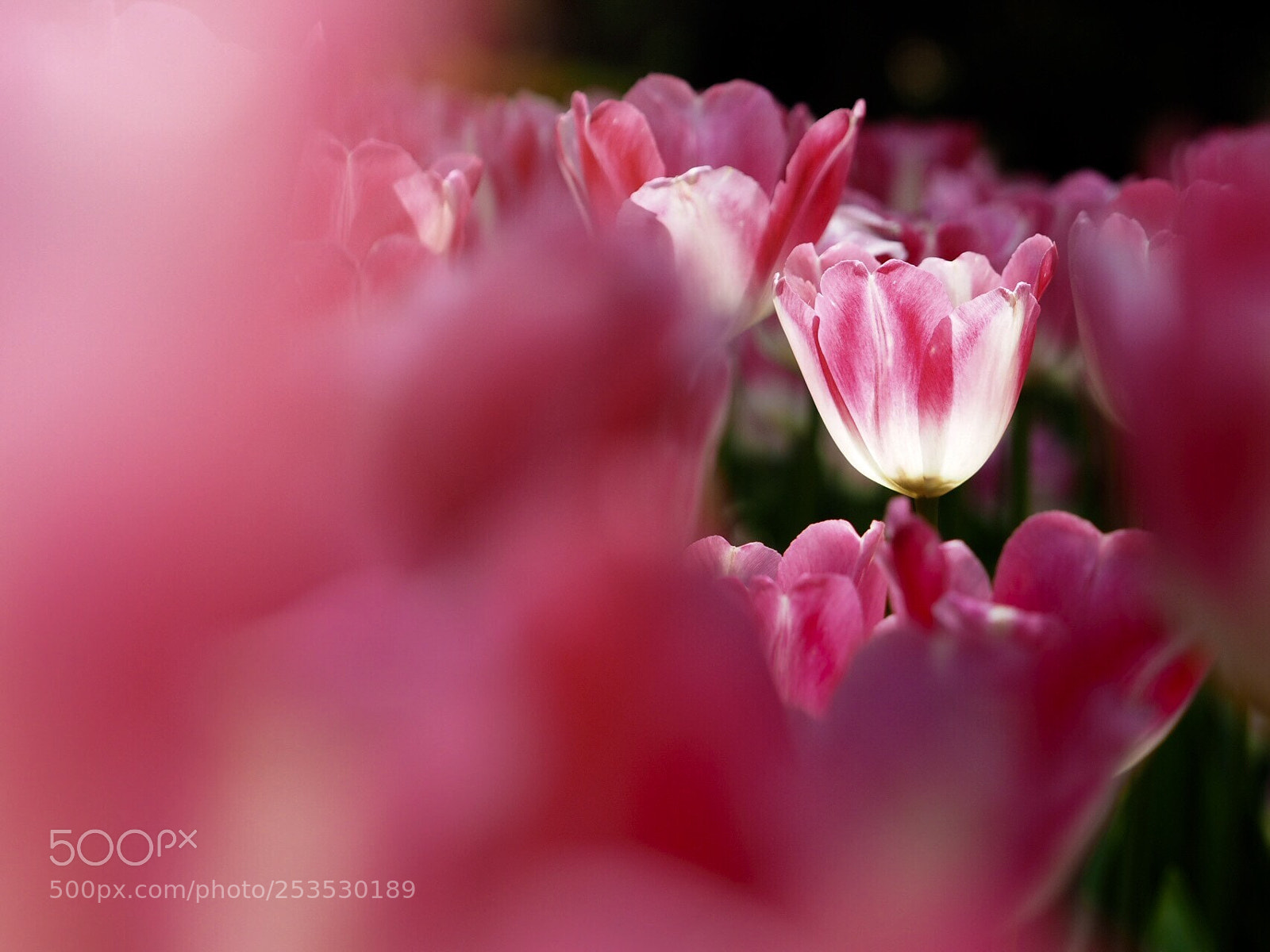 Olympus OM-D E-M1 sample photo. Tulip  photography