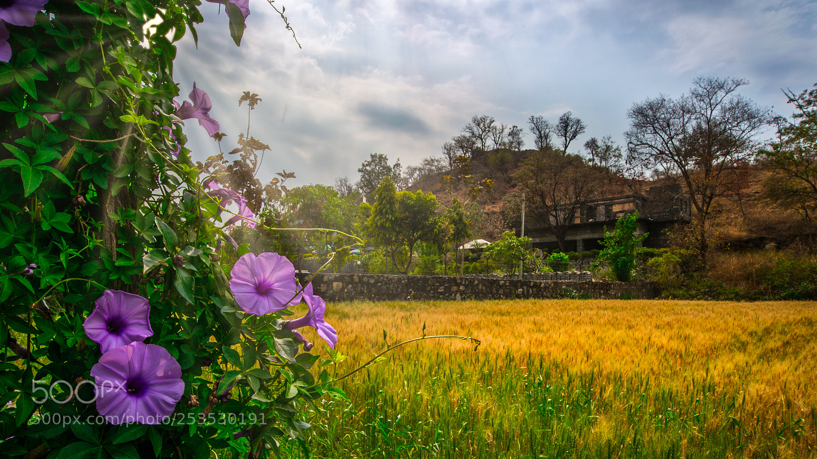 Nikon Df sample photo. Rural rajasthan photography