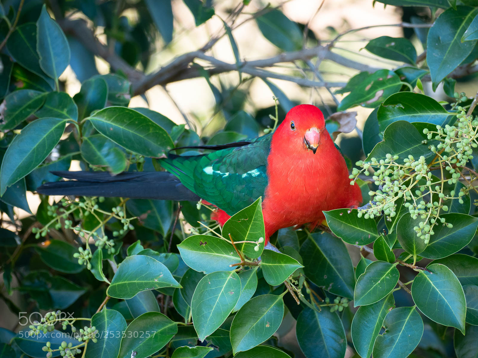 Olympus OM-D E-M1 Mark II sample photo. Mr colourful photography