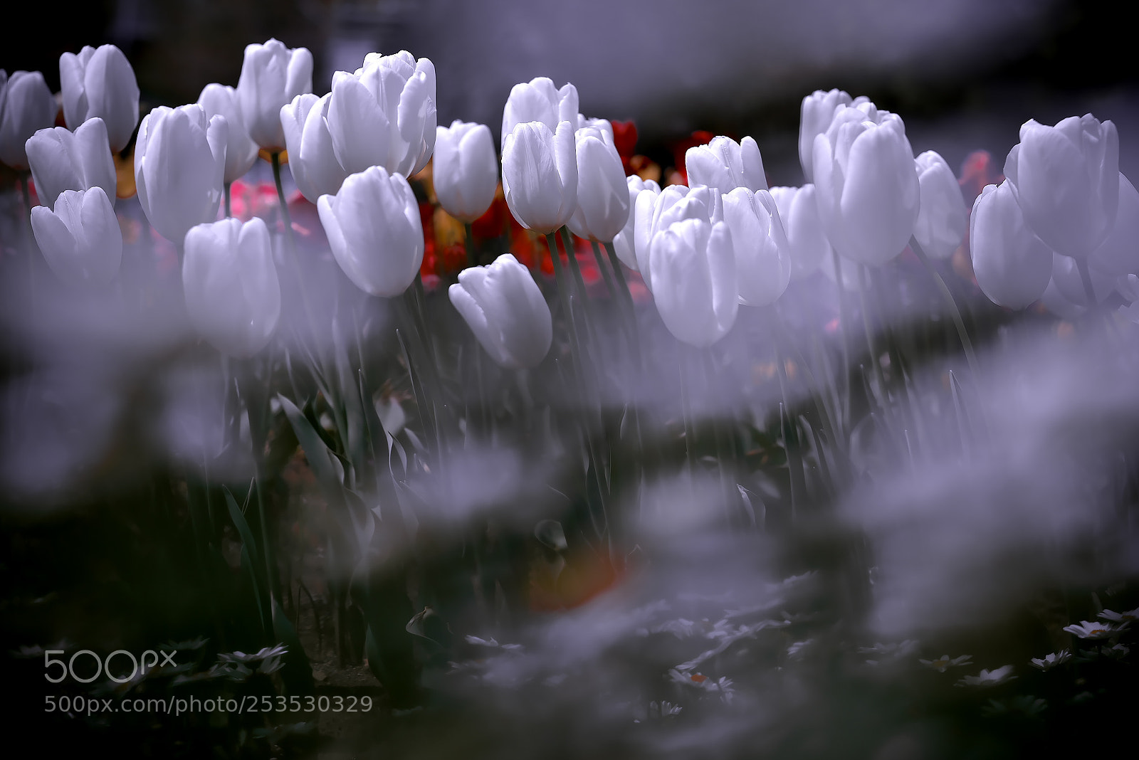 Sony a7R sample photo. Tulip・・チューリップ photography