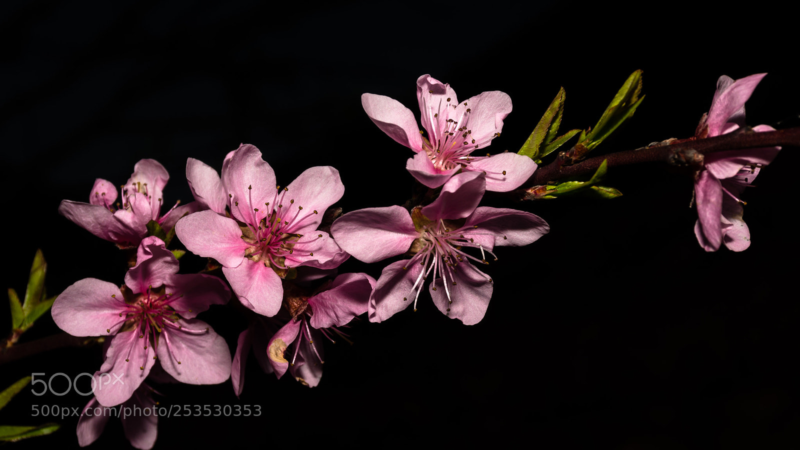 Nikon D7200 sample photo. Pink blossoms on a photography