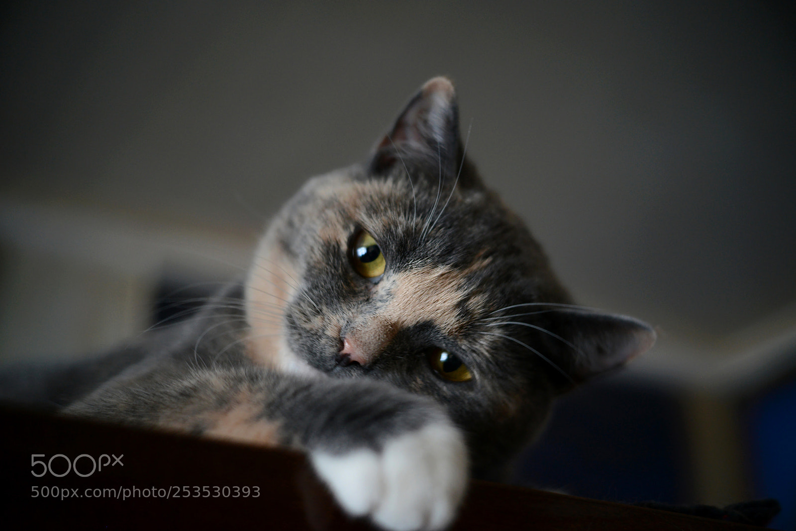 Nikon D800E sample photo. Cat photography