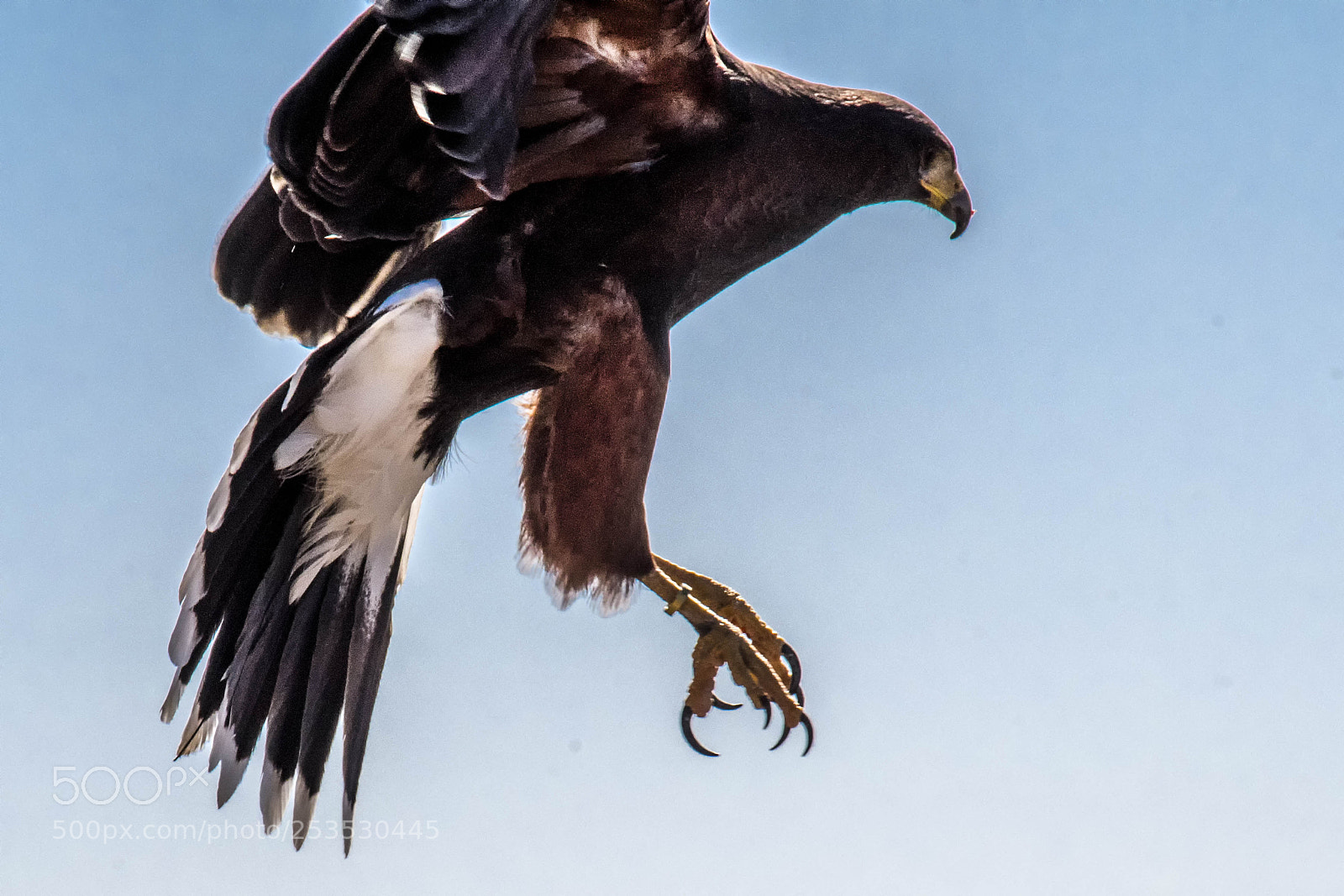 Nikon D500 sample photo. Hawk photography