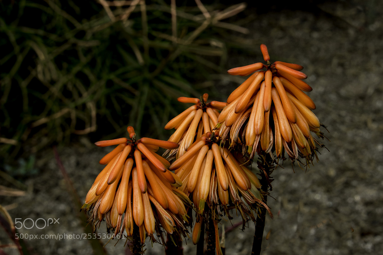 Nikon D500 sample photo. Cactus flower photography