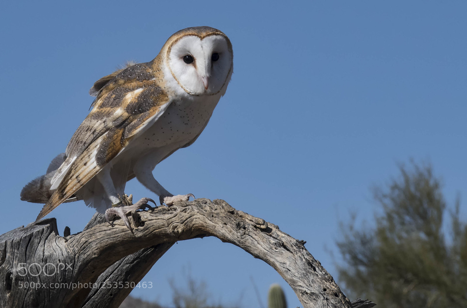 Nikon D500 sample photo. Owl in tucon photography