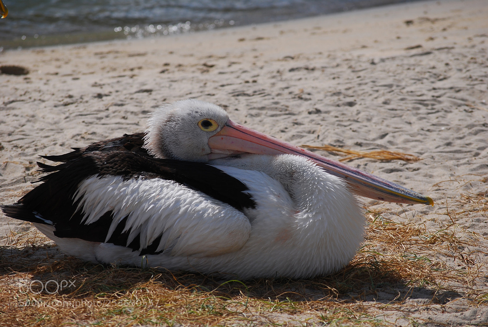 Nikon D40X sample photo. Time for a rest photography