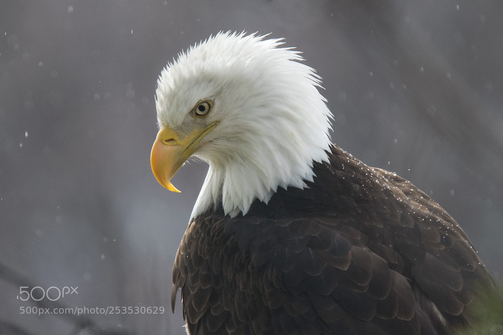 Nikon D5300 sample photo. Bald eagle watching for photography