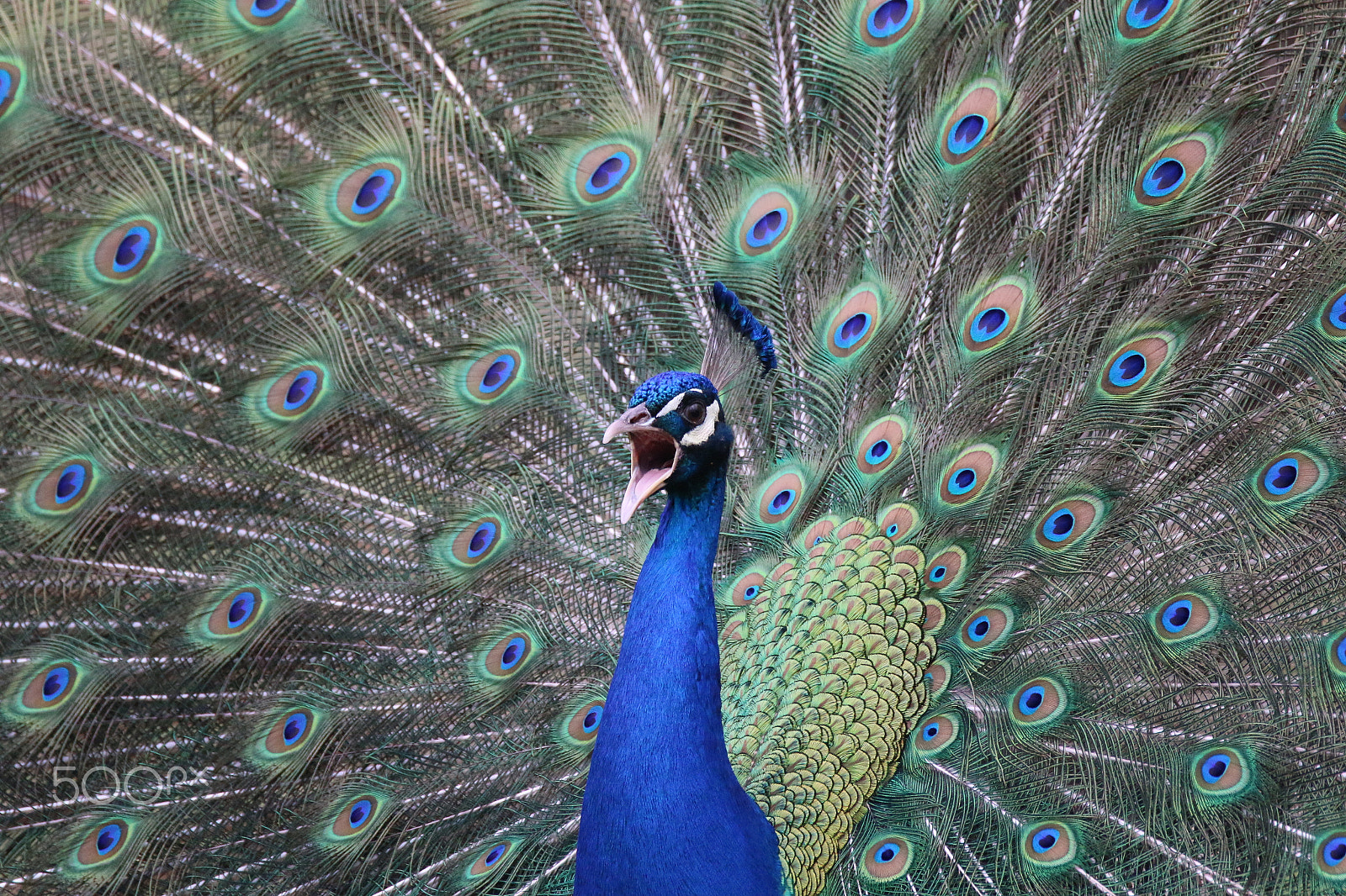 Sigma 150-600mm F5-6.3 DG OS HSM | C sample photo. Scream of the peacock photography