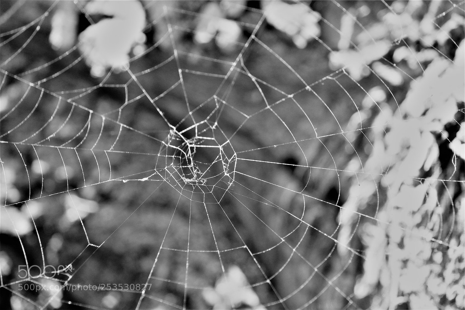 Canon EOS 1300D (EOS Rebel T6 / EOS Kiss X80) sample photo. Black and white web  photography