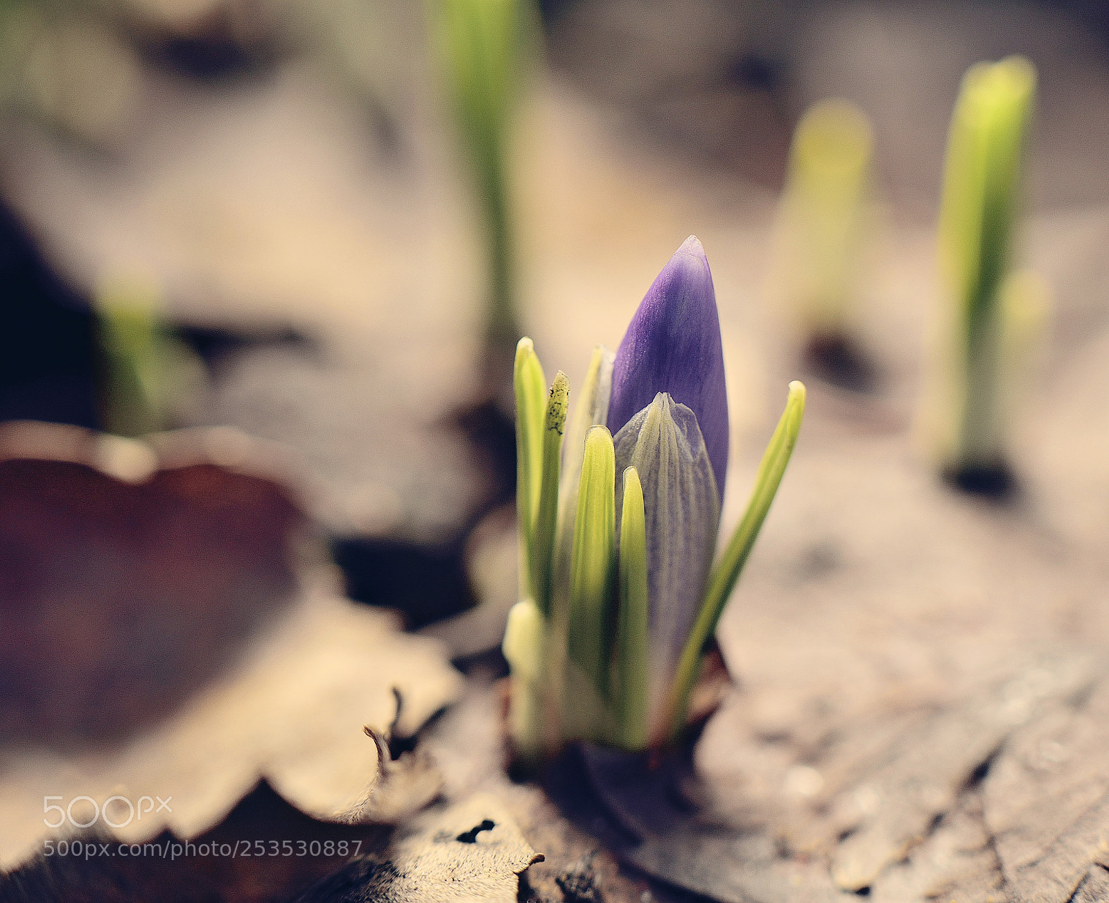 Nikon D5300 sample photo. Крокус photography